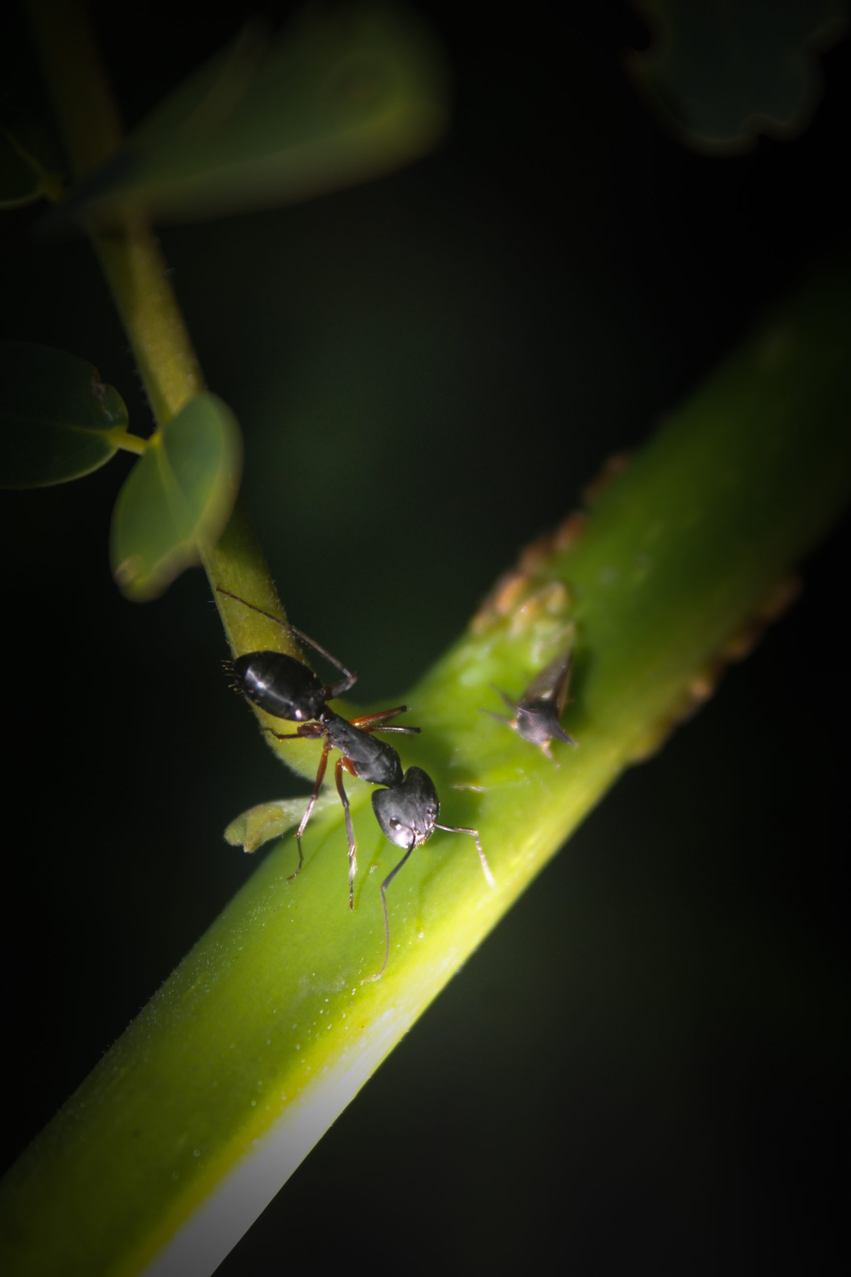 Ant in Plant Stem on Focus