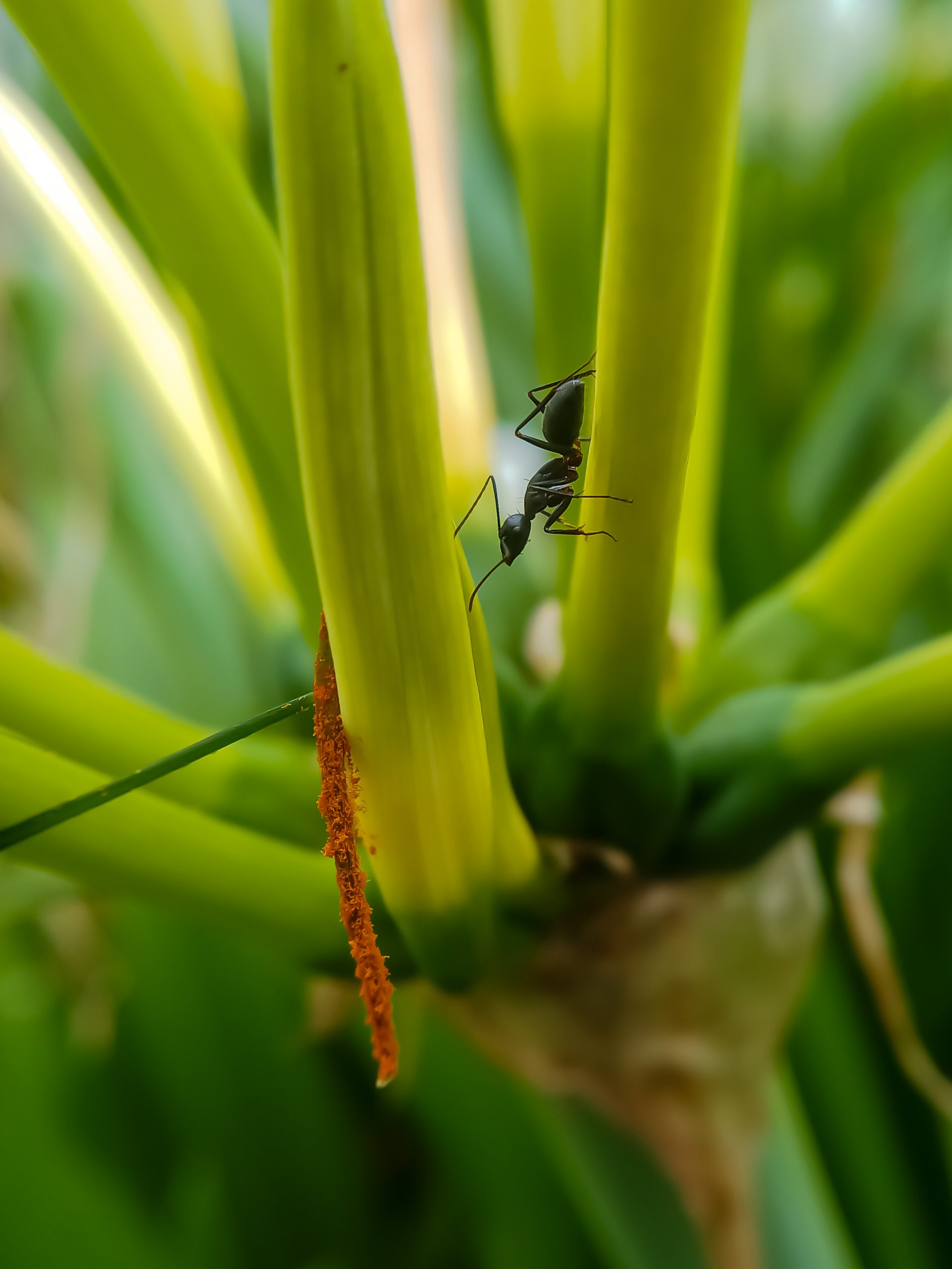 Ant walking on plant stem