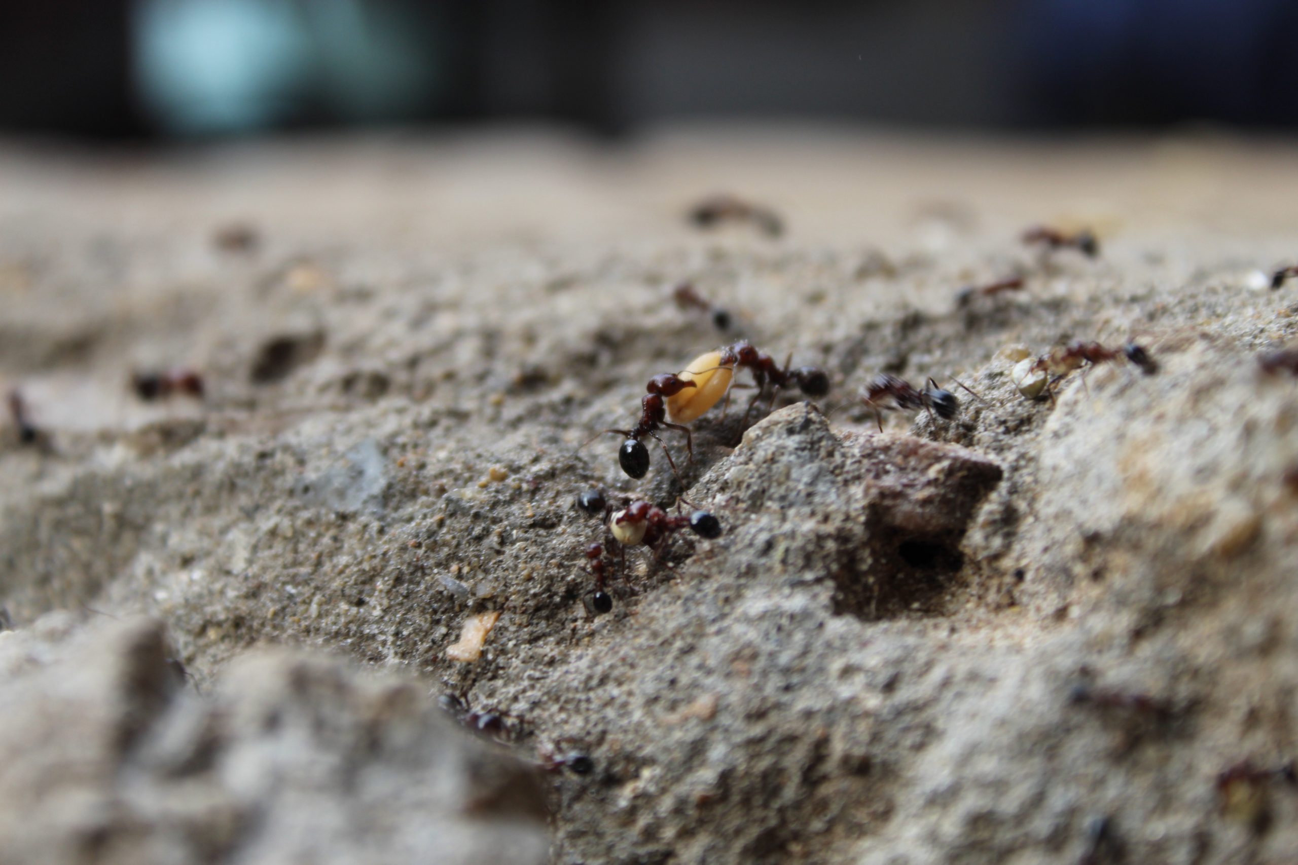 Macro shot of ants carrying food together