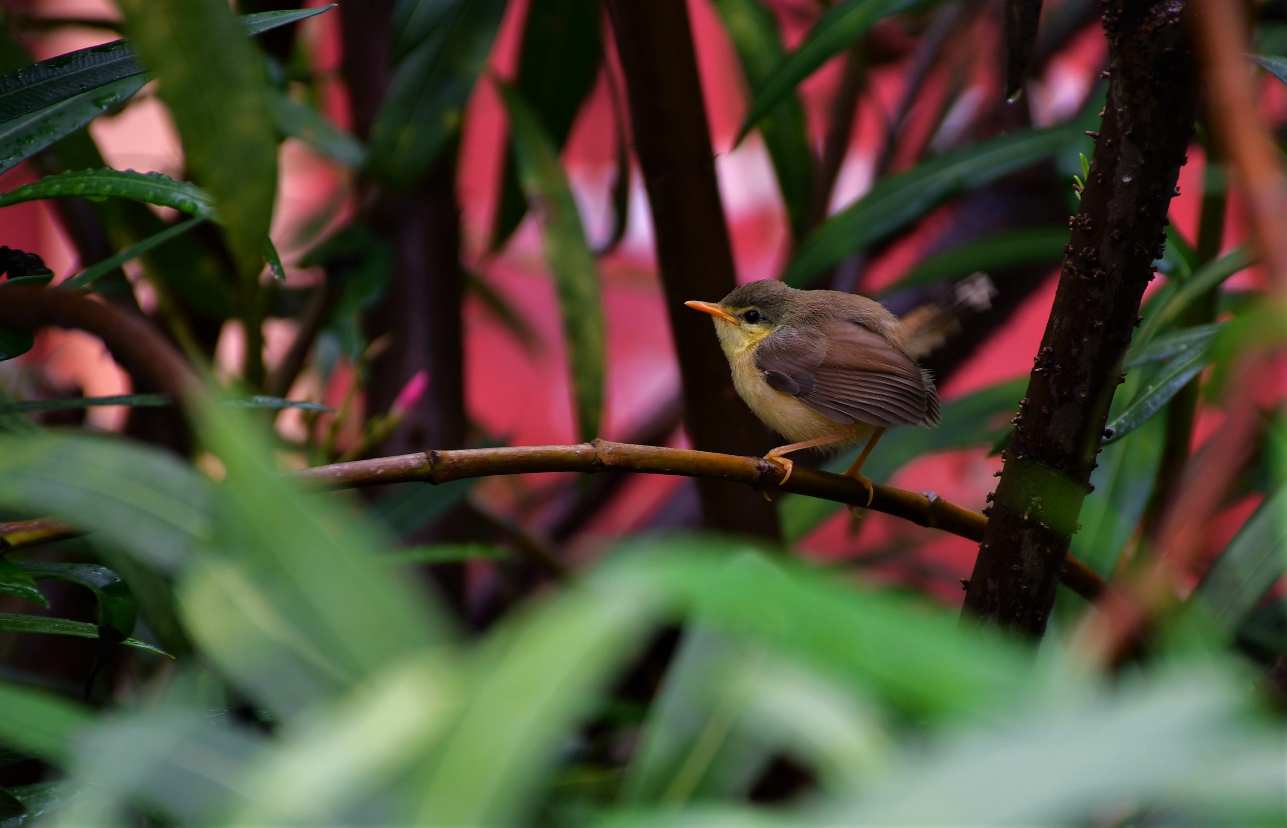 Ashy Prinia bird fledgling