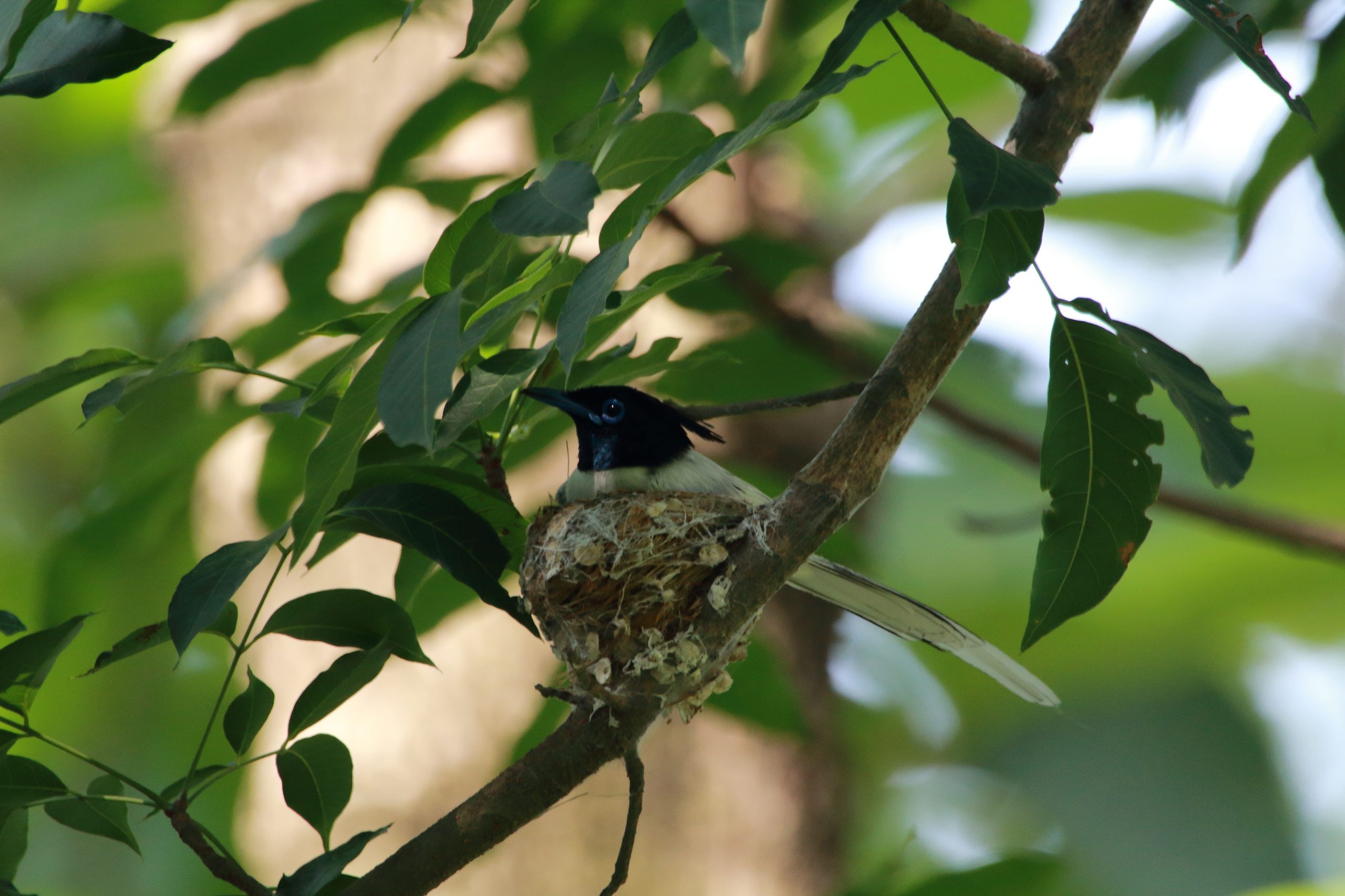 Asian Paradise Flycatcher Birds