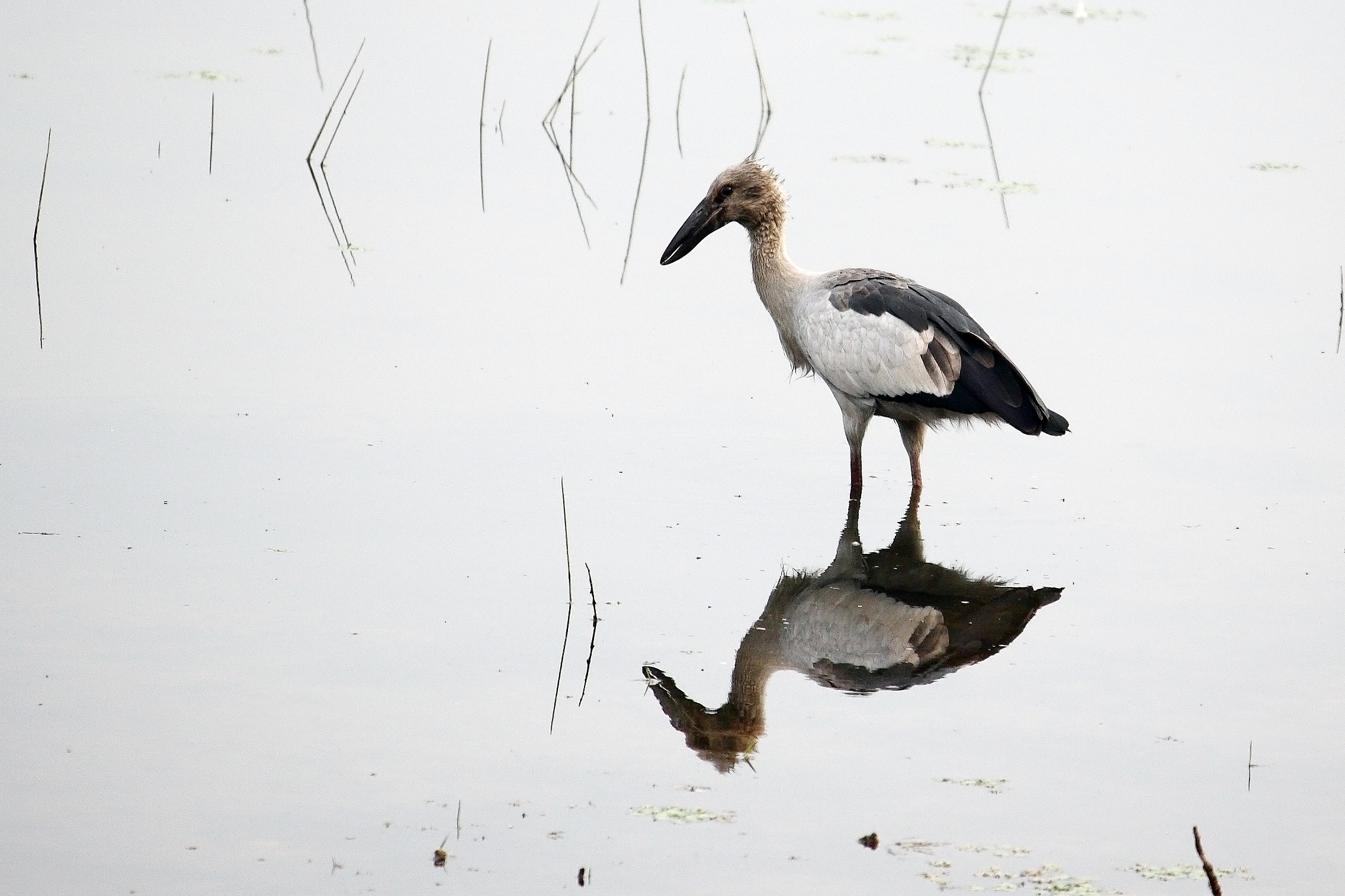 Asian open-bill stork in the Pond