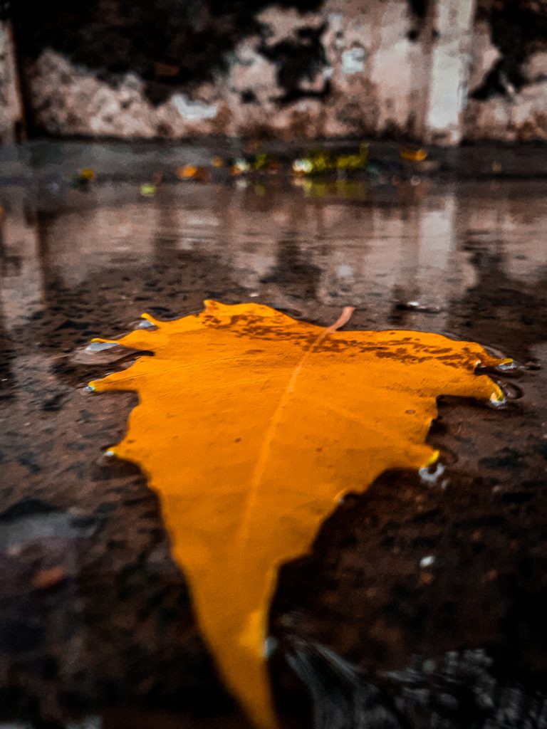 Autumnal street - PixaHive