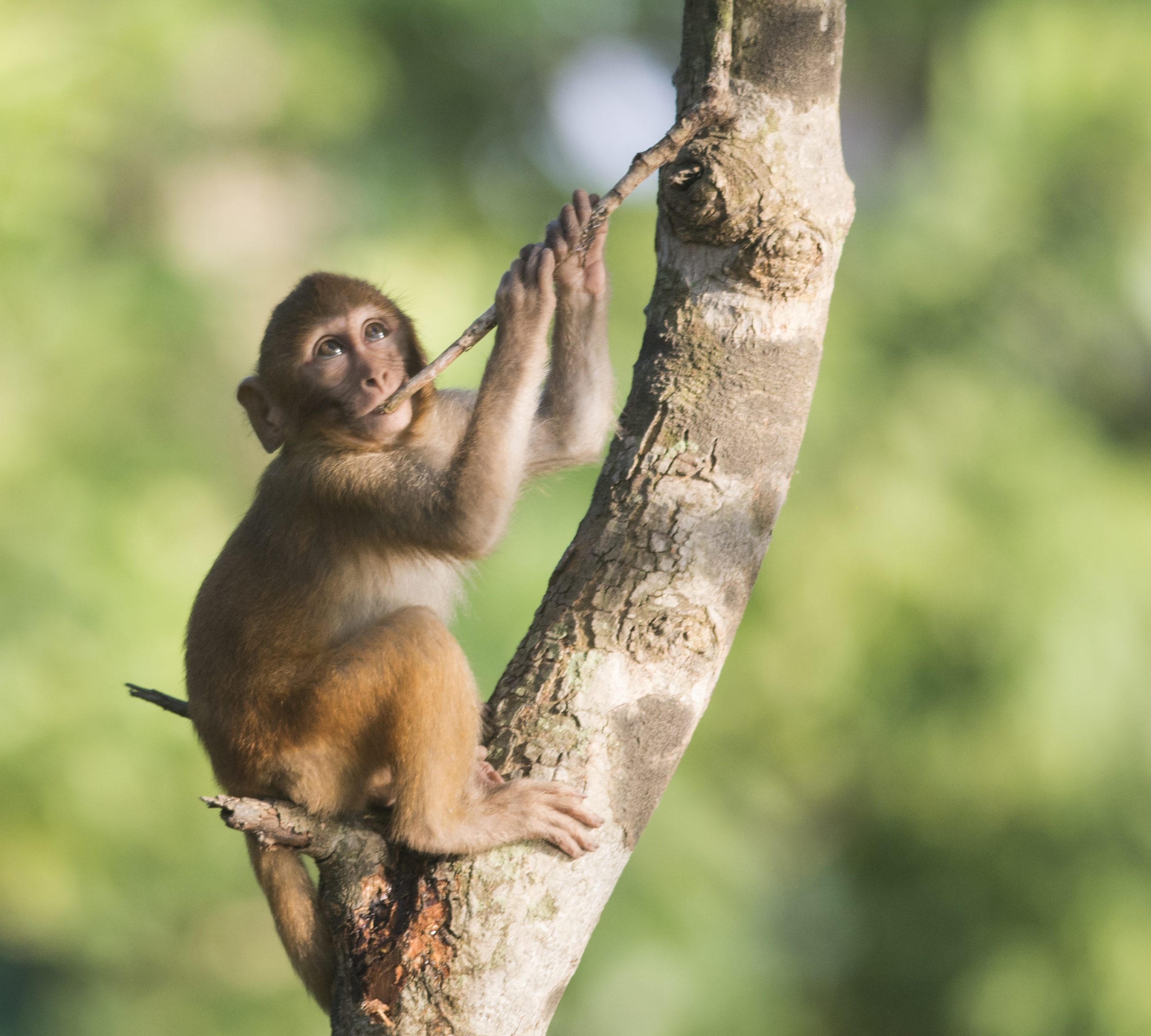 Baby Rhesus macaque