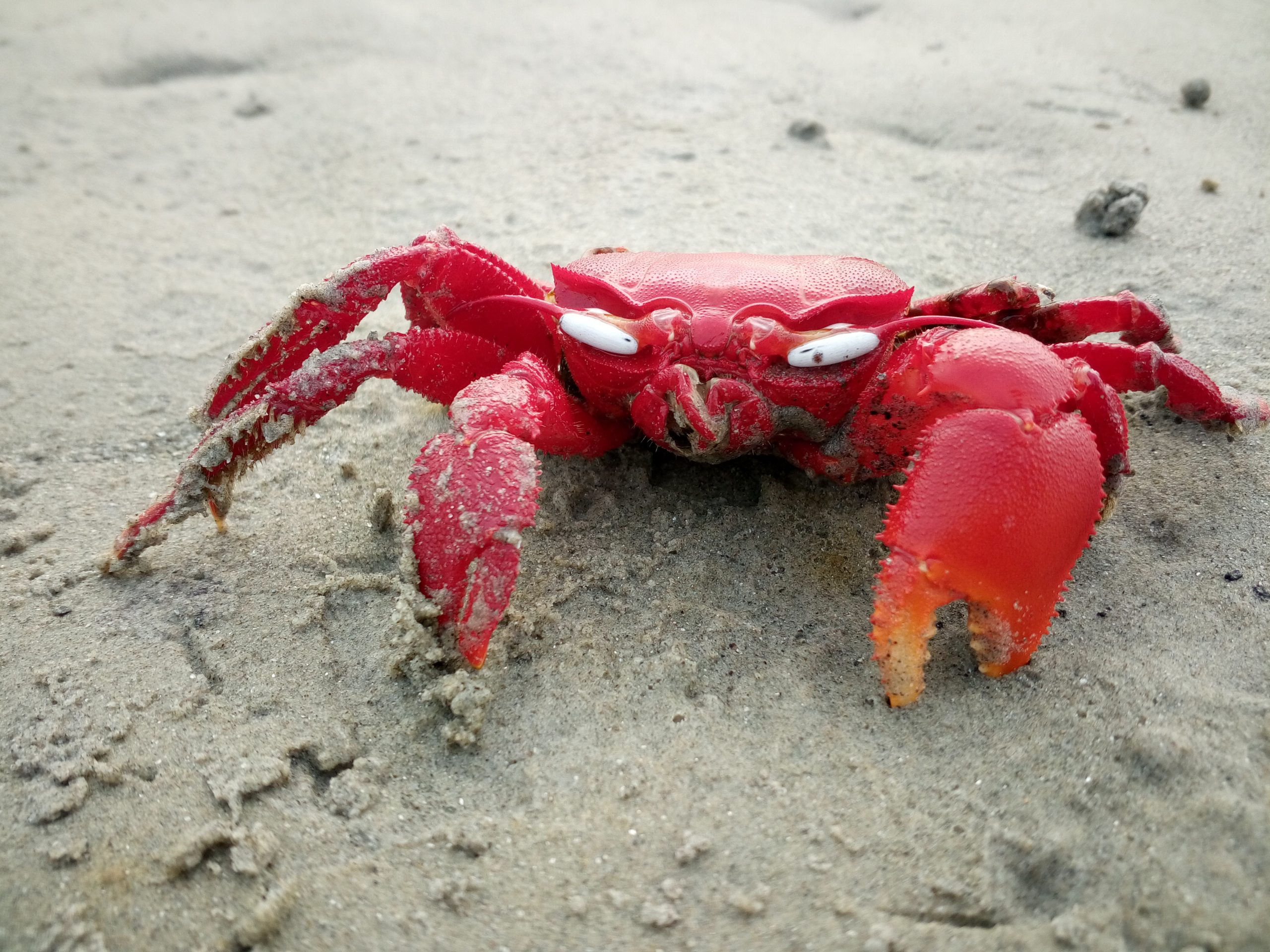 Crab near a sea beach