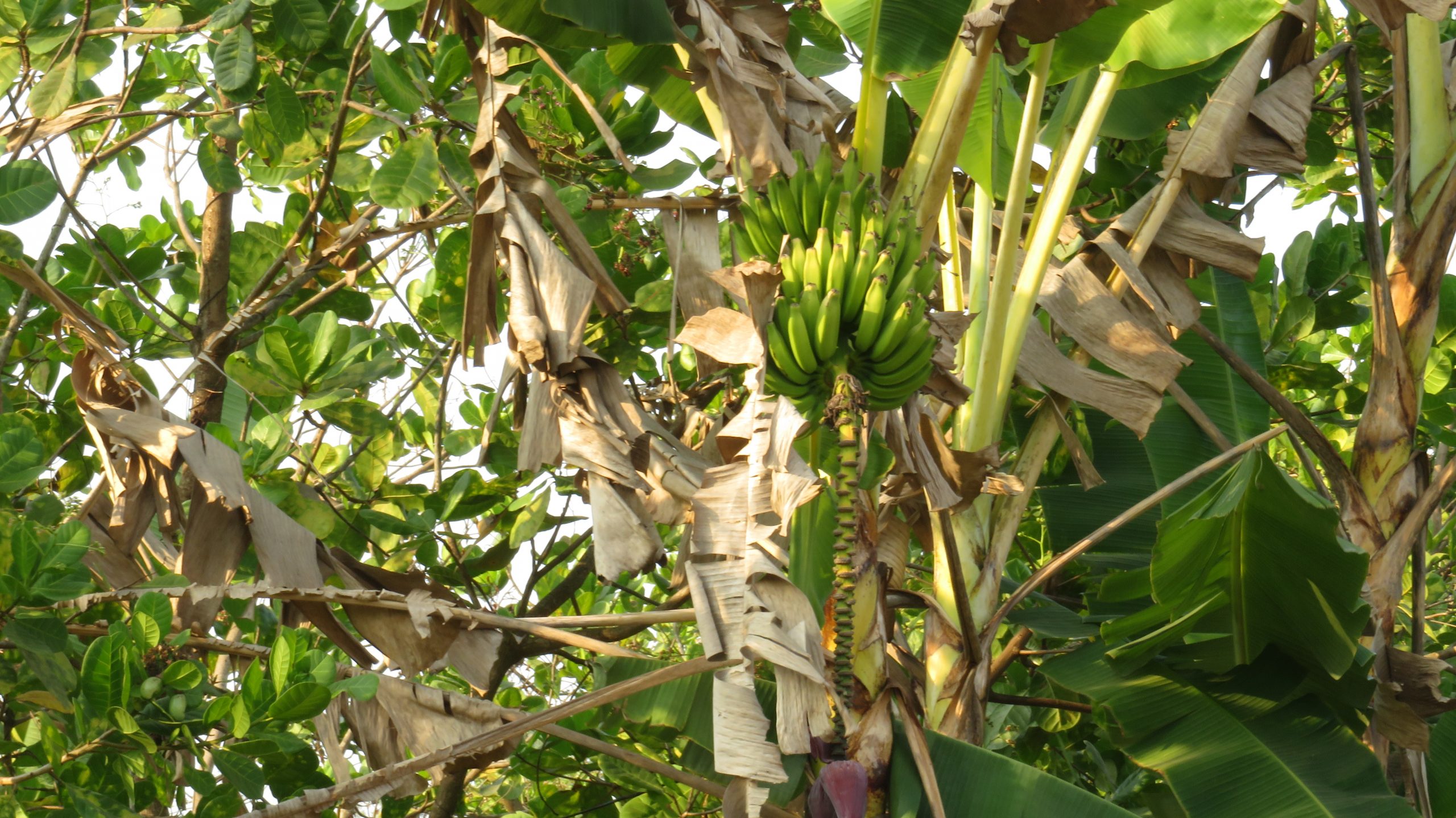 Banana Fruit in the Banana Tree