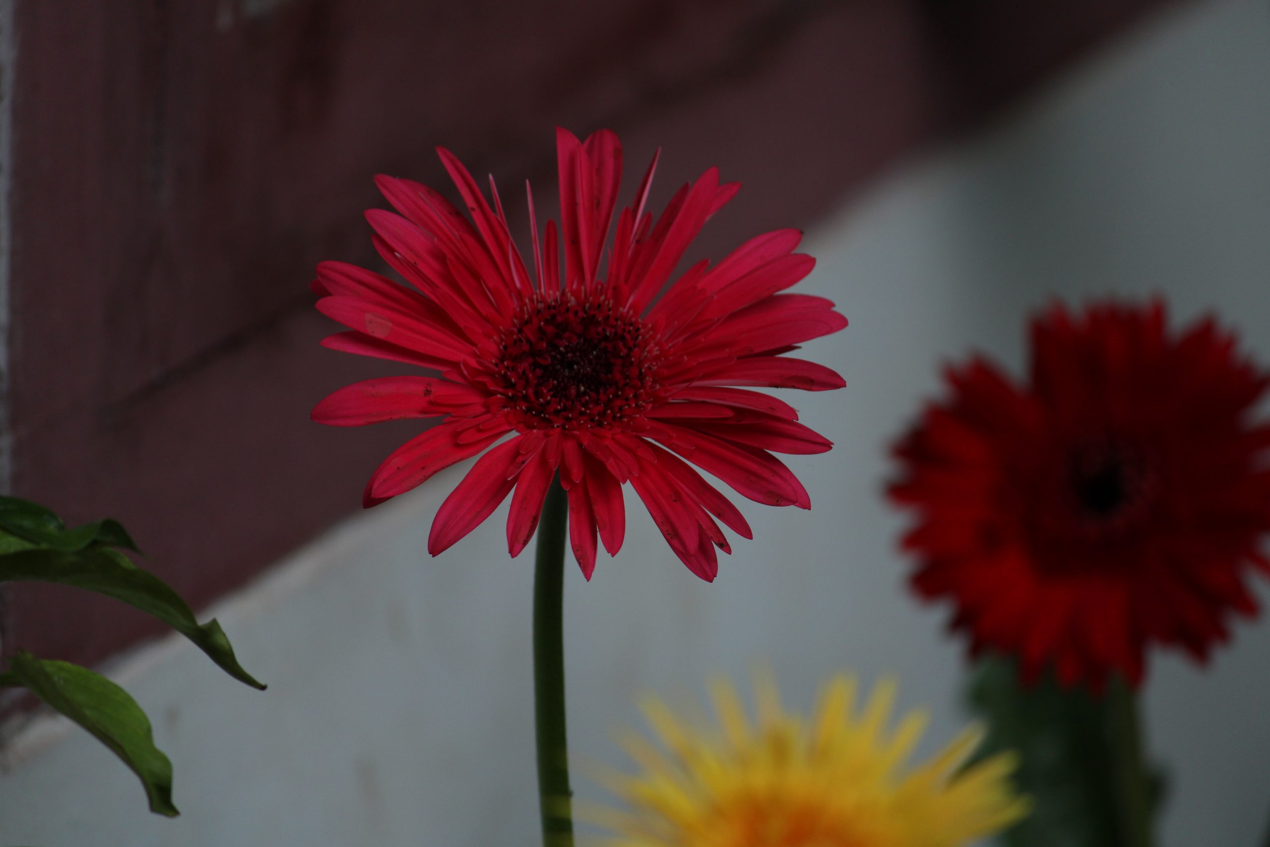 Barberton Daisy on Focus