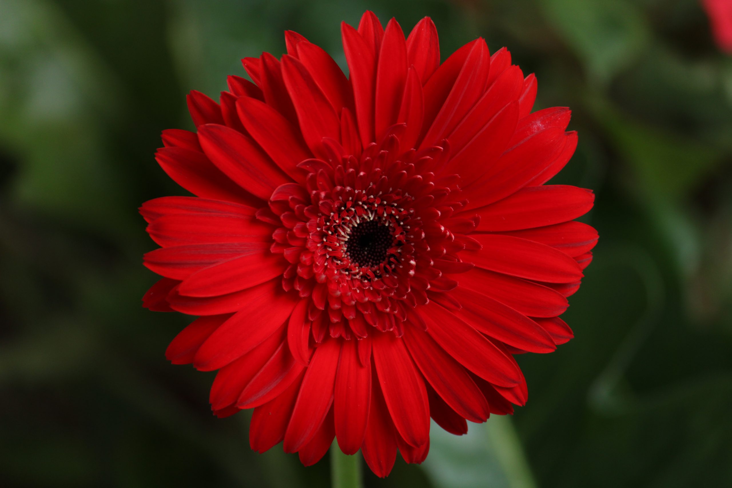 Barberton Daisy on Focus