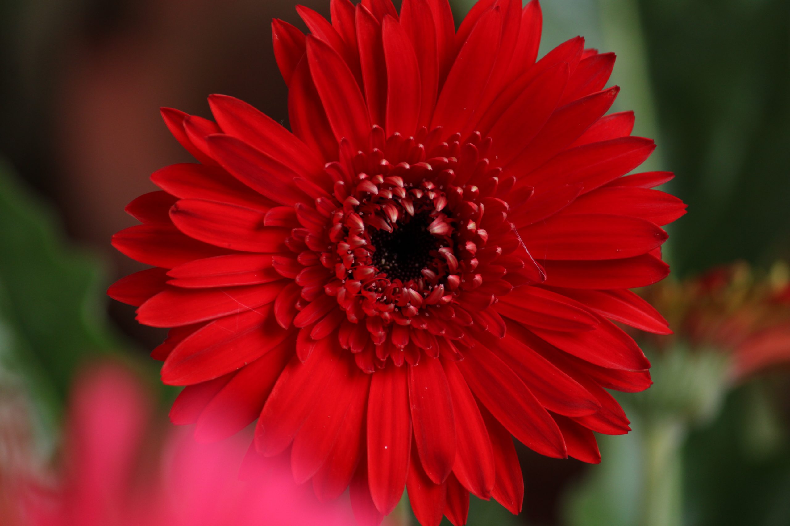 Barberton daisy flower