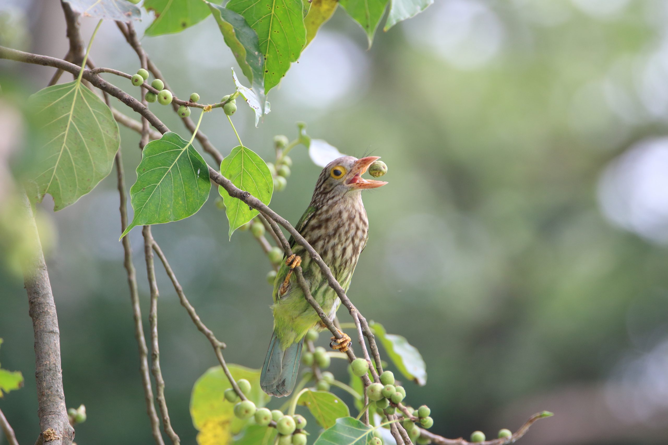 Asian barbets