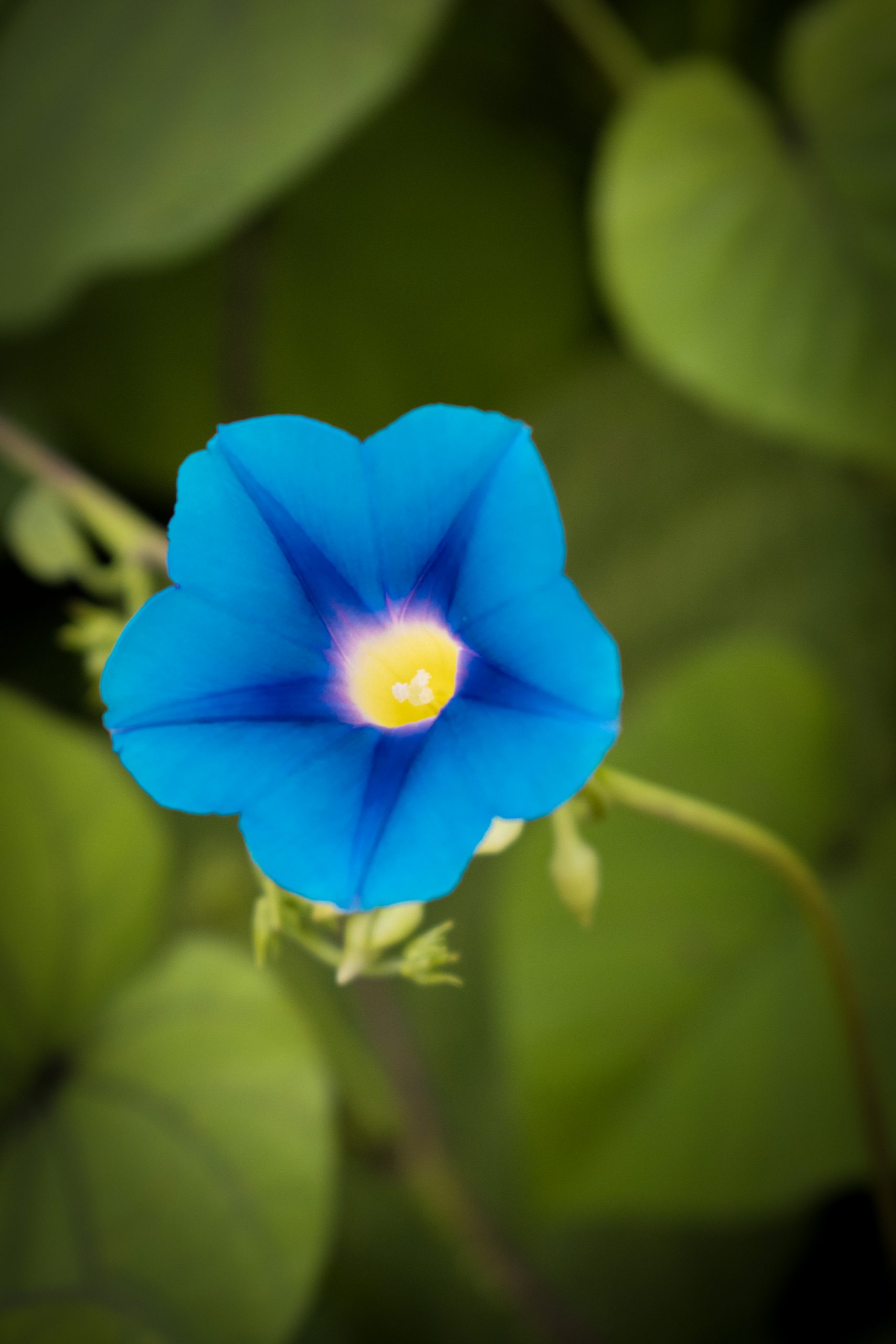 Beach Moonflower on Focus