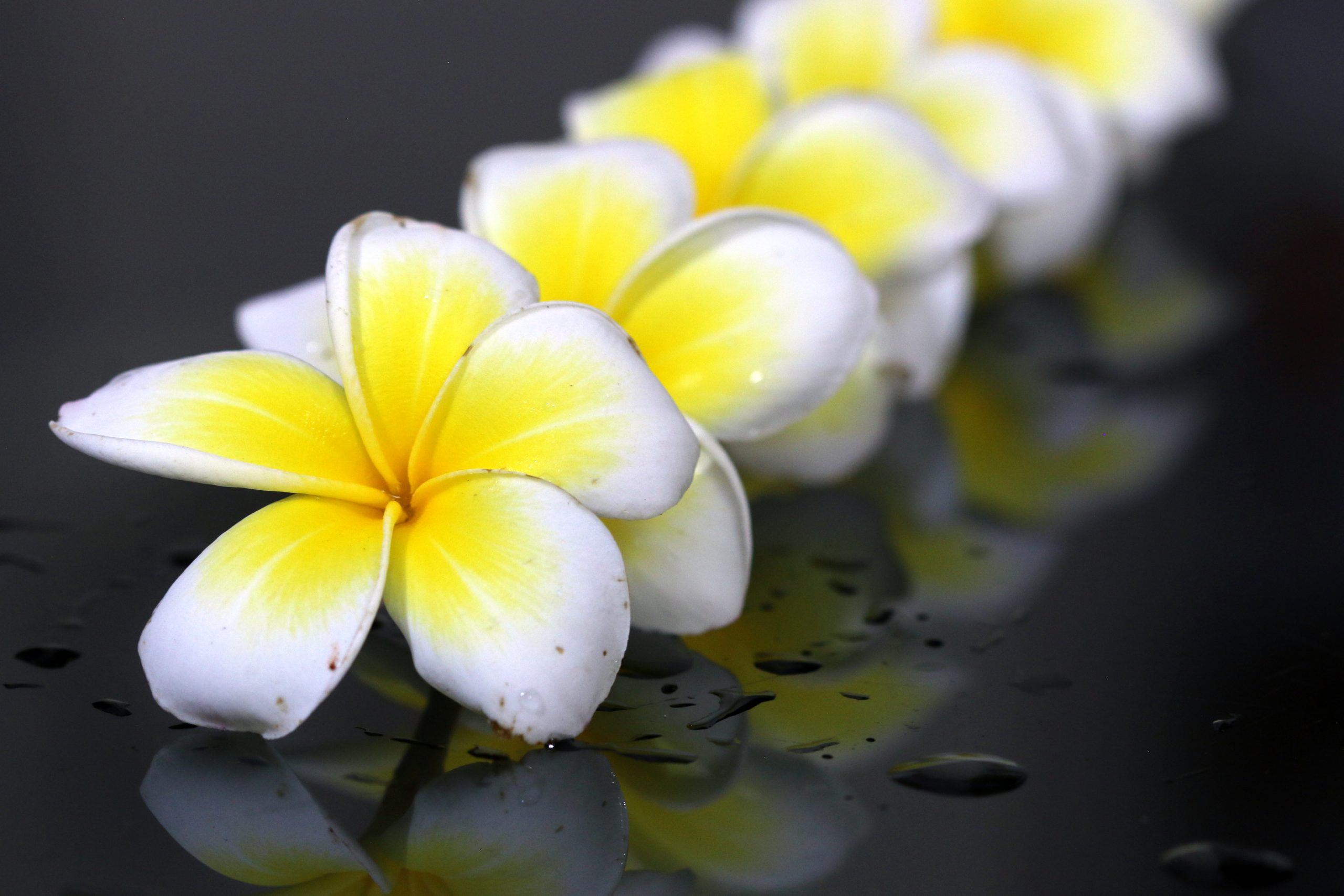 White Gulancha Flower