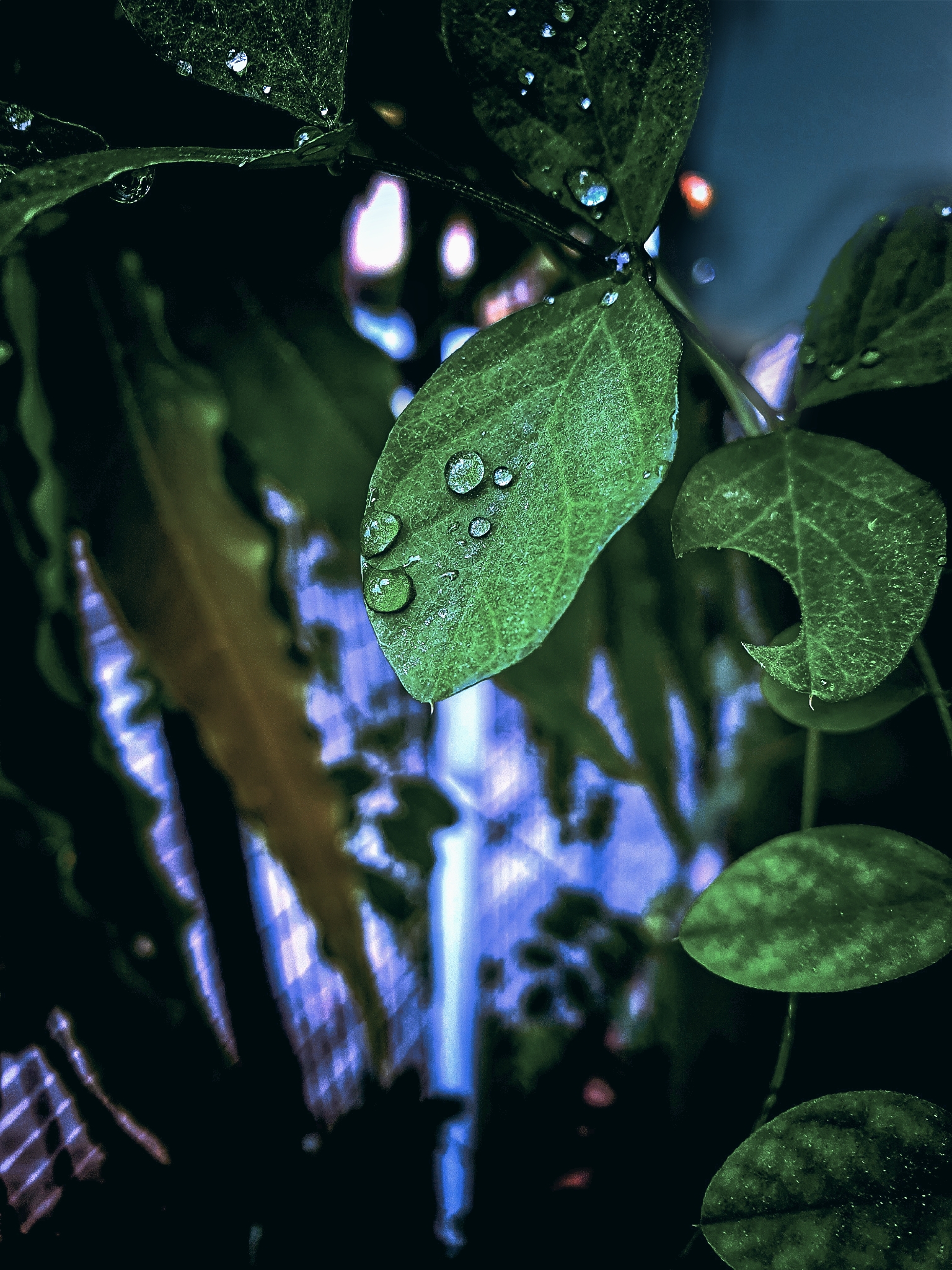 Beautiful Raindrops on leaf