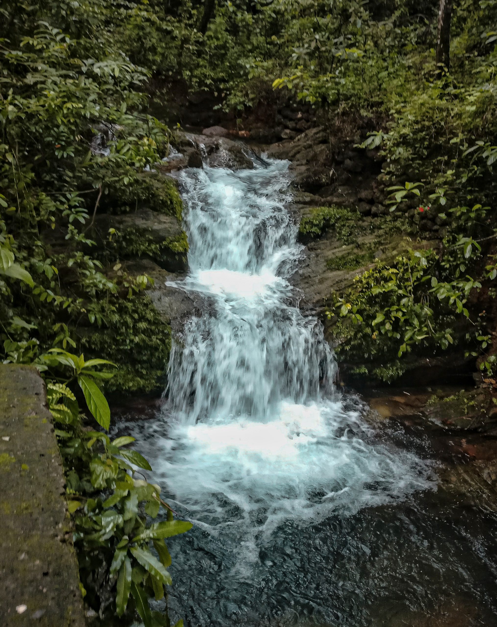 Mini waterfall amidst wilderness.