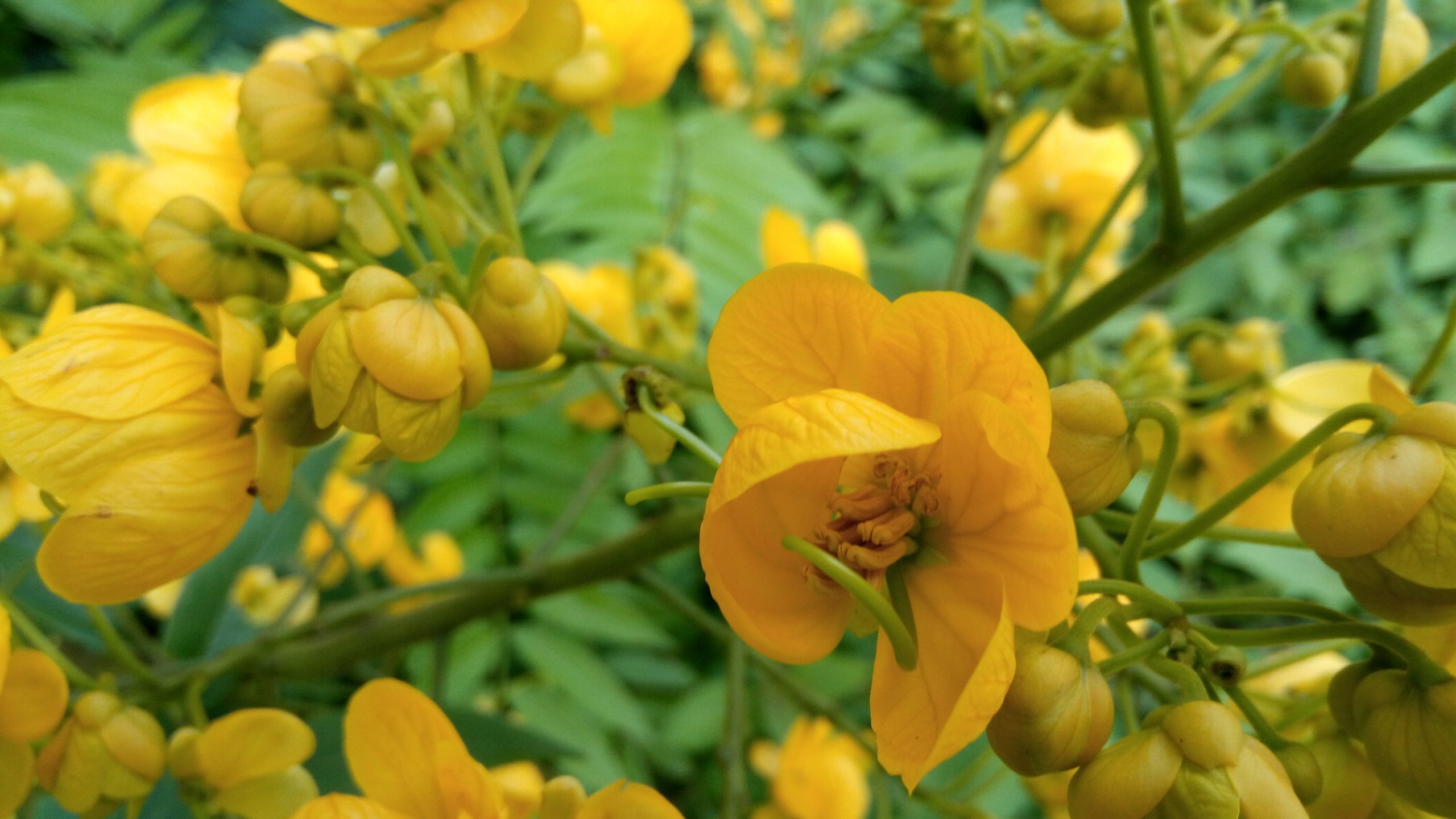 Beautiful Yellow Flowers in the Garden