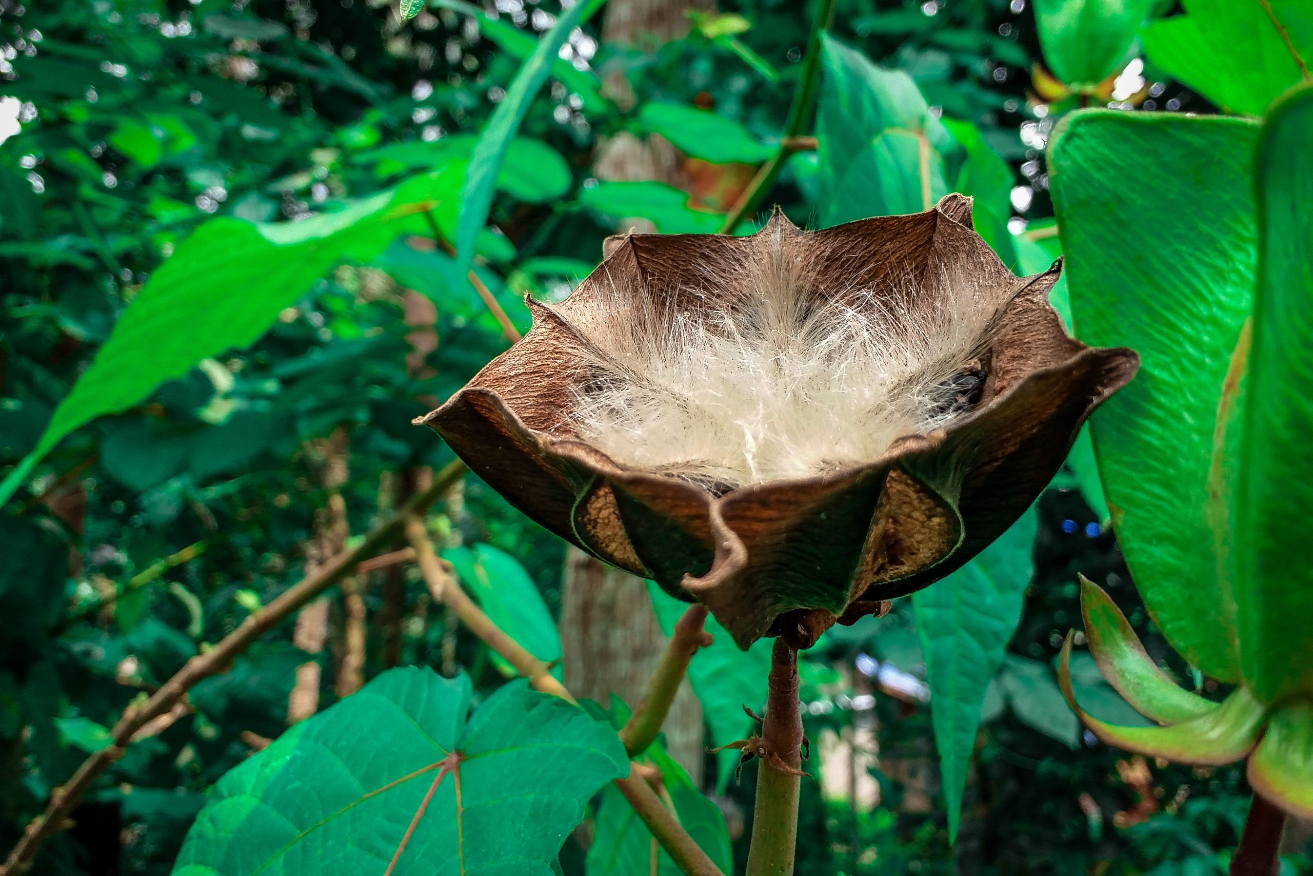 Beautiful brown flowers