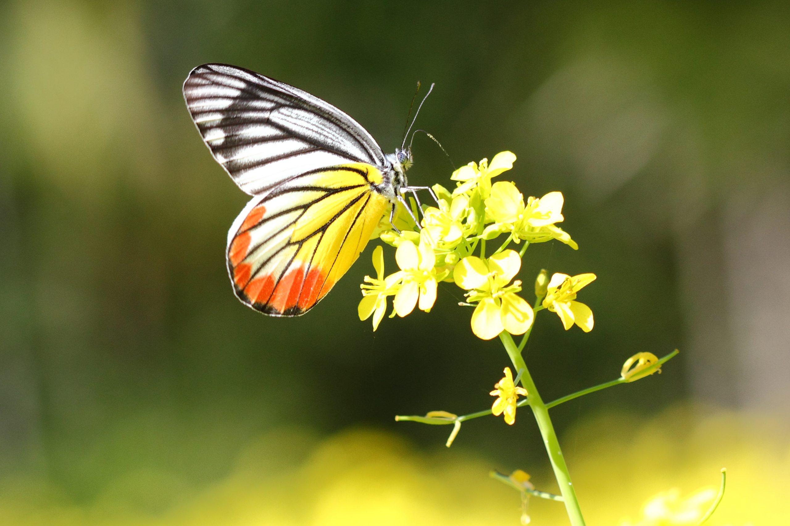 A butterfly on a flower sucking nectar.