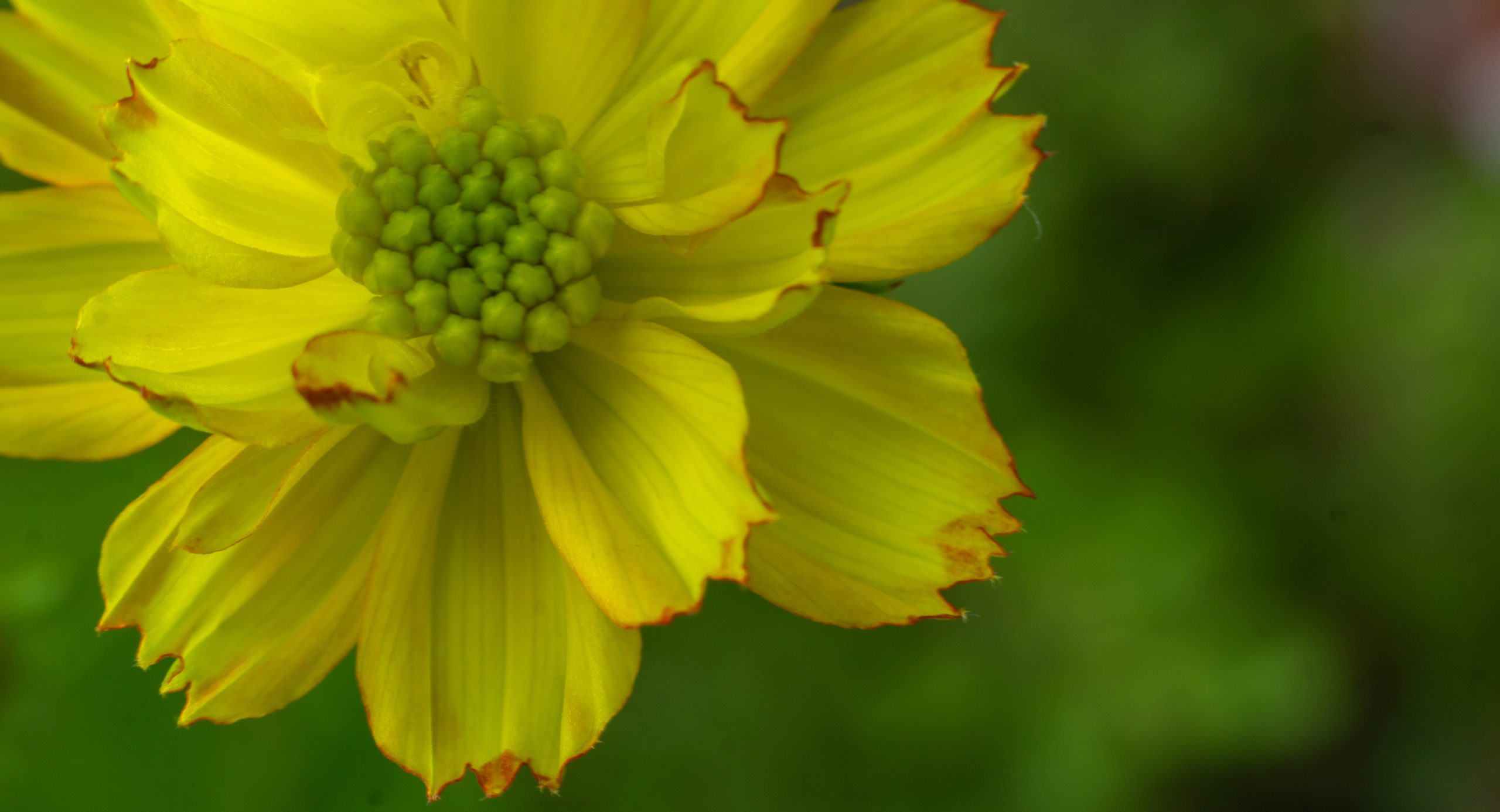 Beautiful cosmos flower