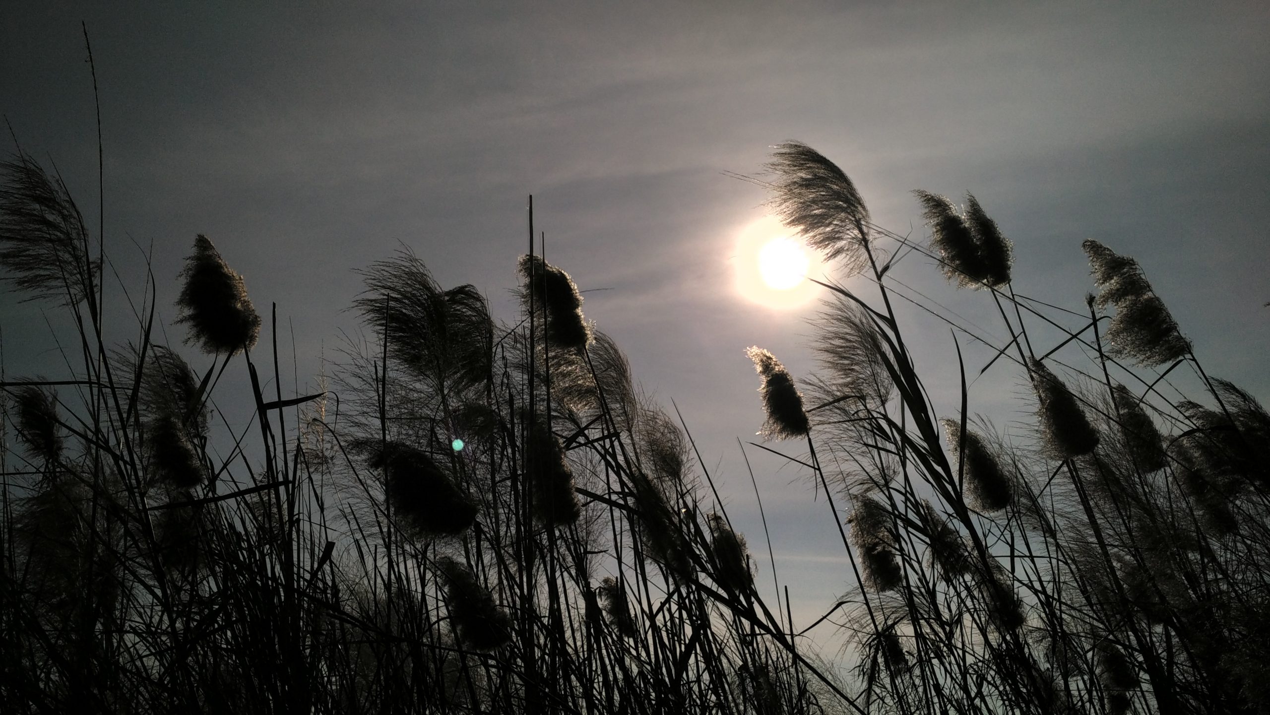 sun shining behind plants