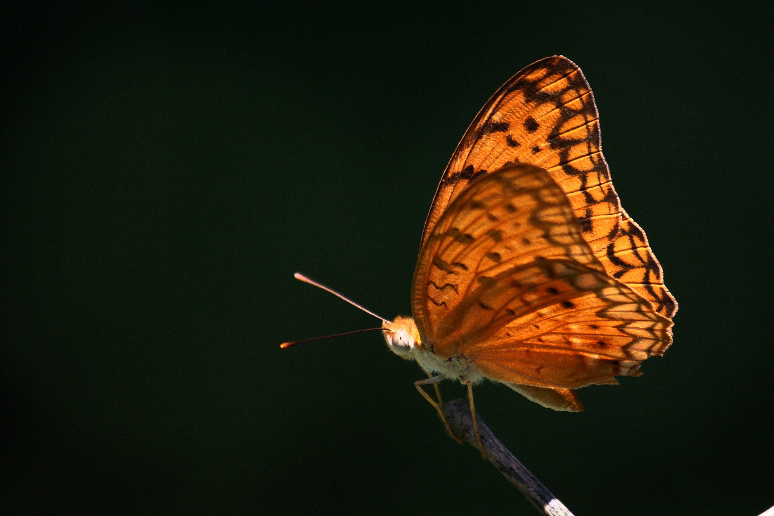 Beautiful orange butterfly on dark background