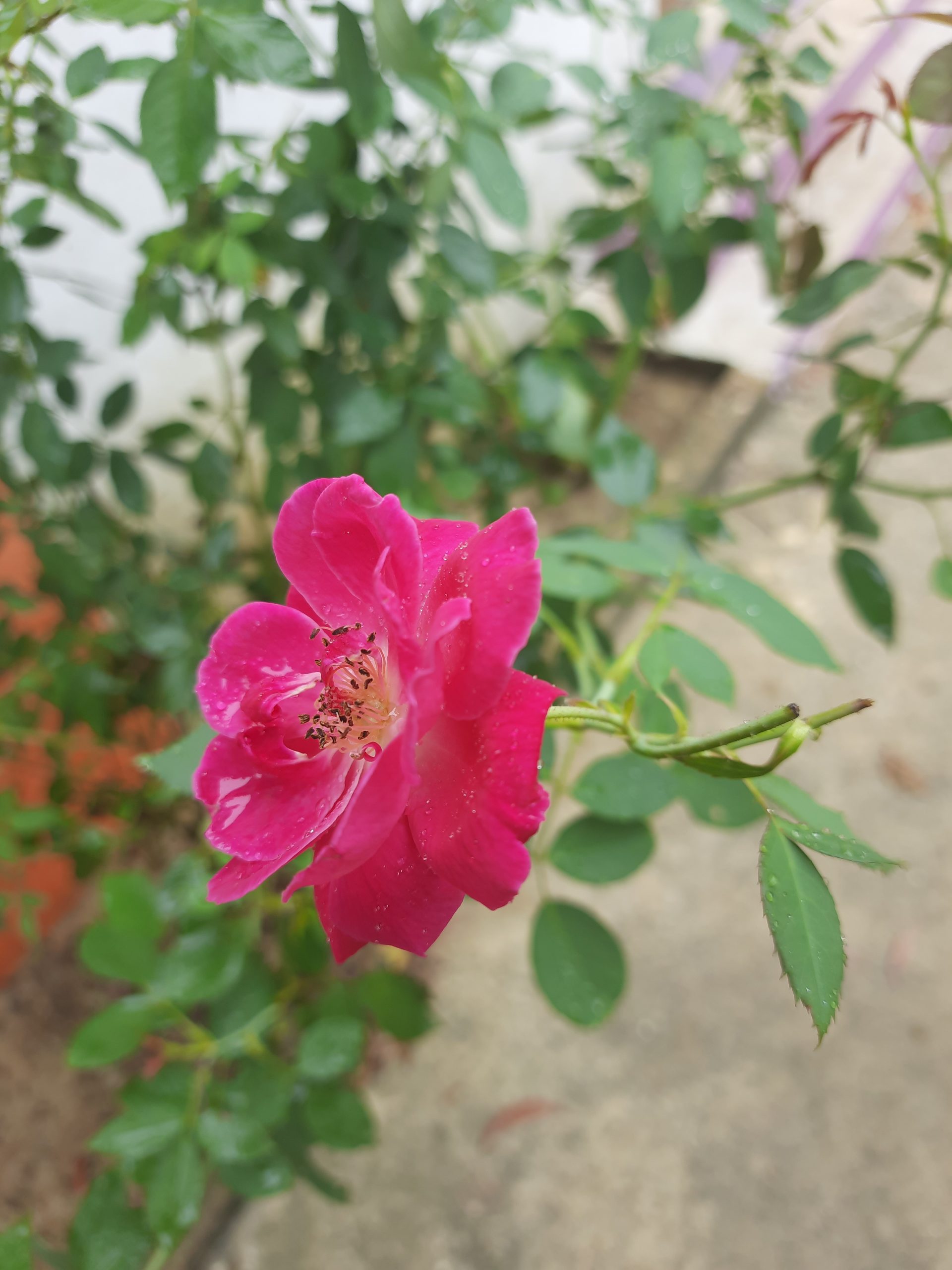 Beautiful pink rose flower on Focus