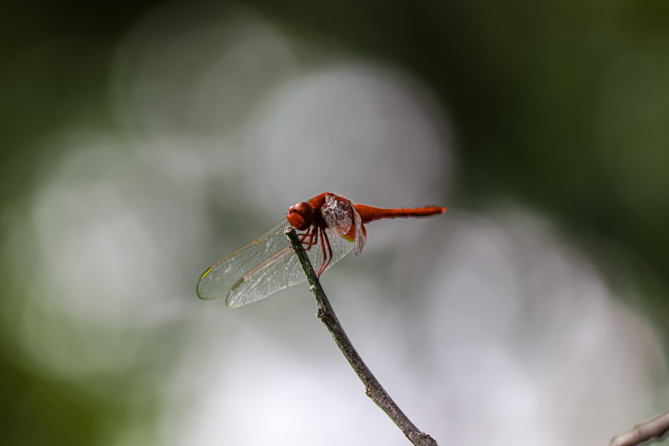 Beautiful red dragonfly