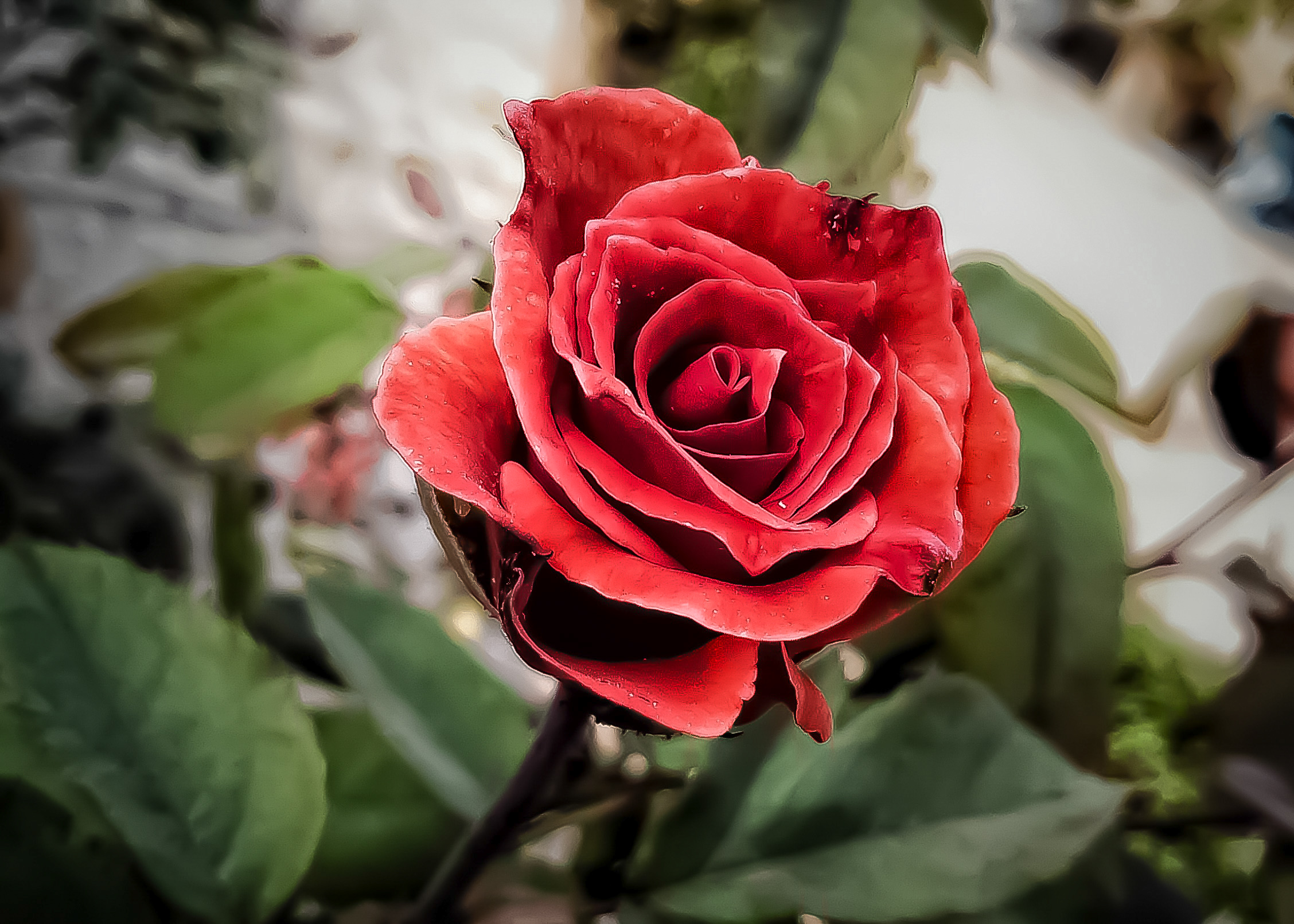 Beautiful red rose - PixaHive