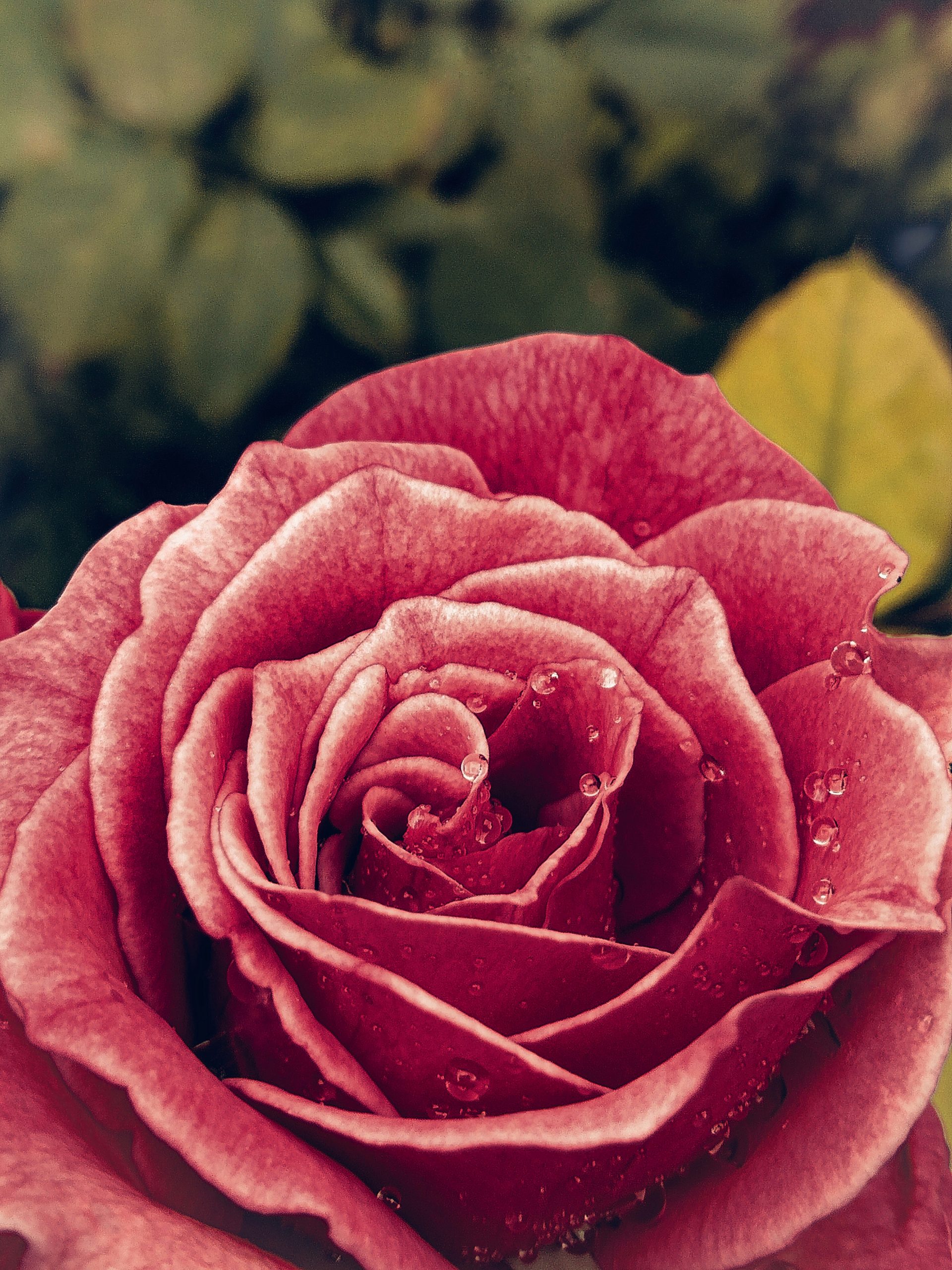 Beautiful rose with rain droplets