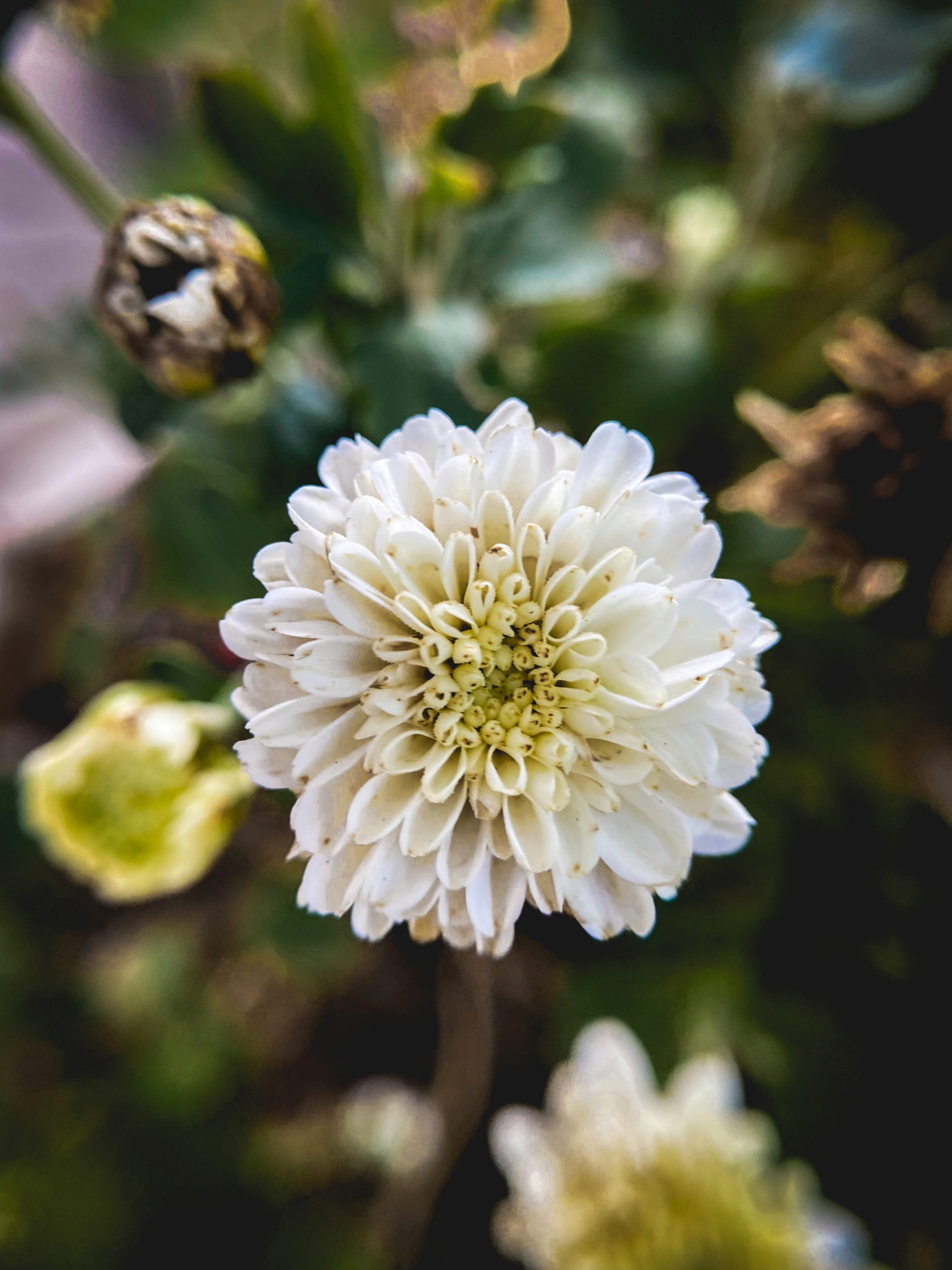 Beautiful white flower