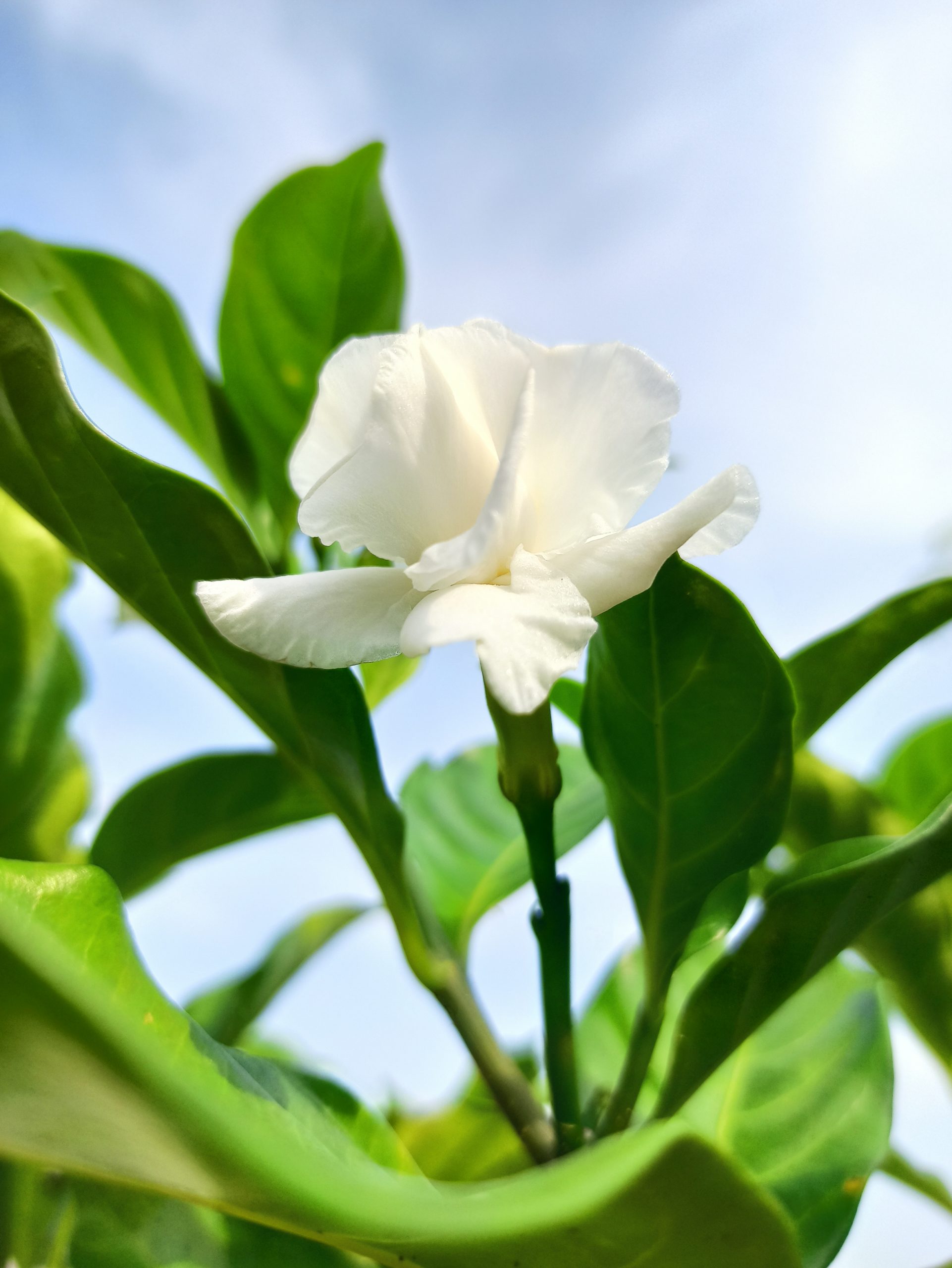 Beautiful white flower