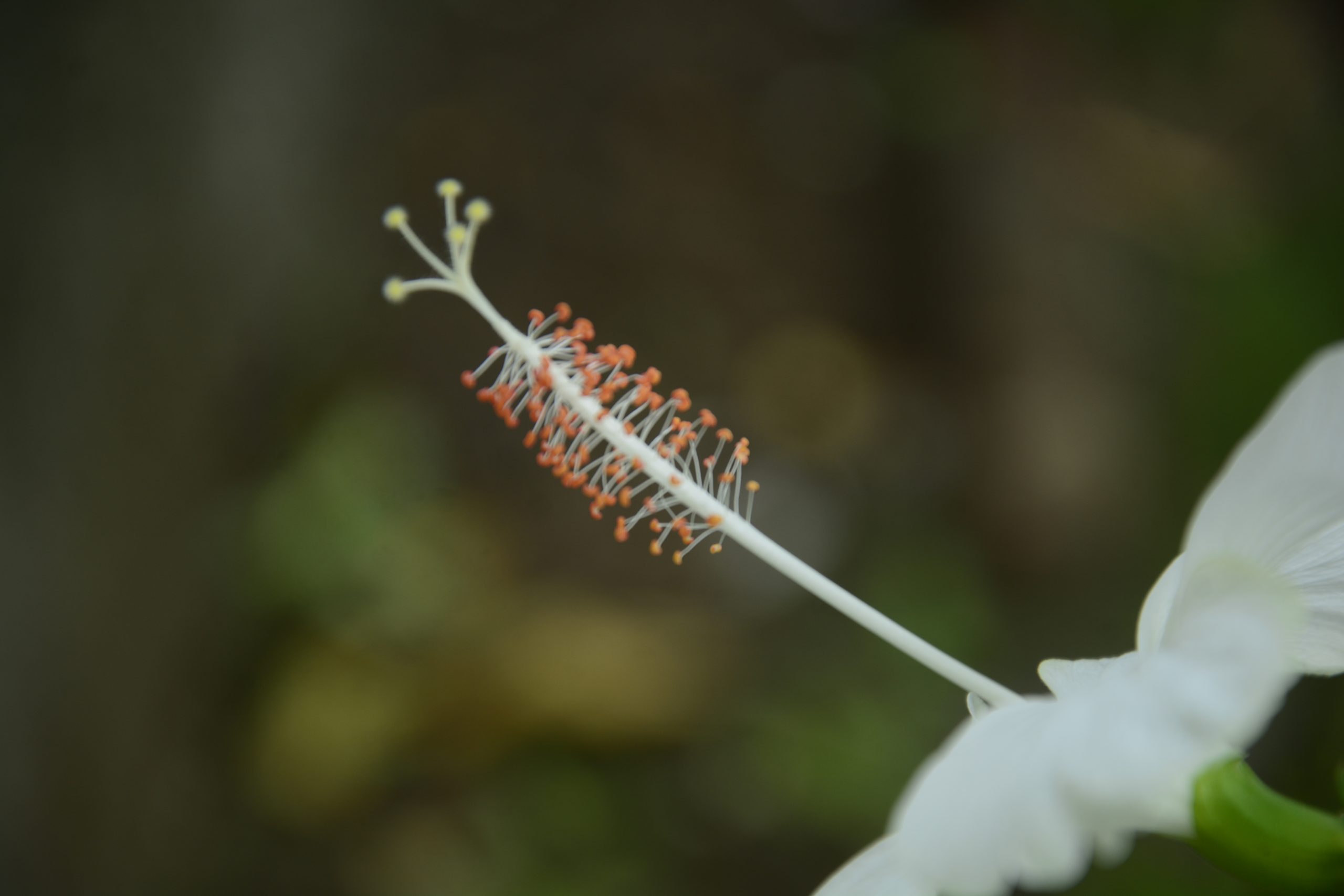 White Hibiscus