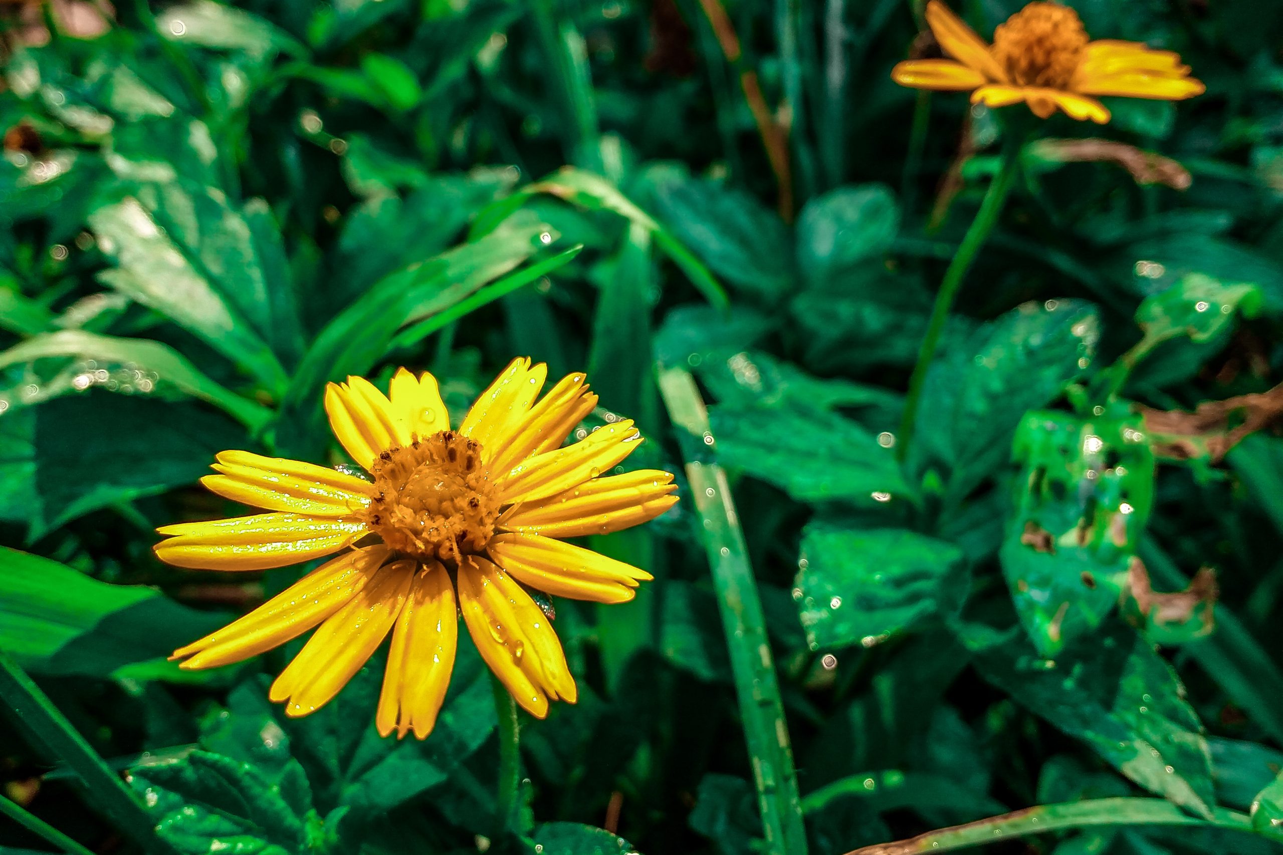 yellow flower