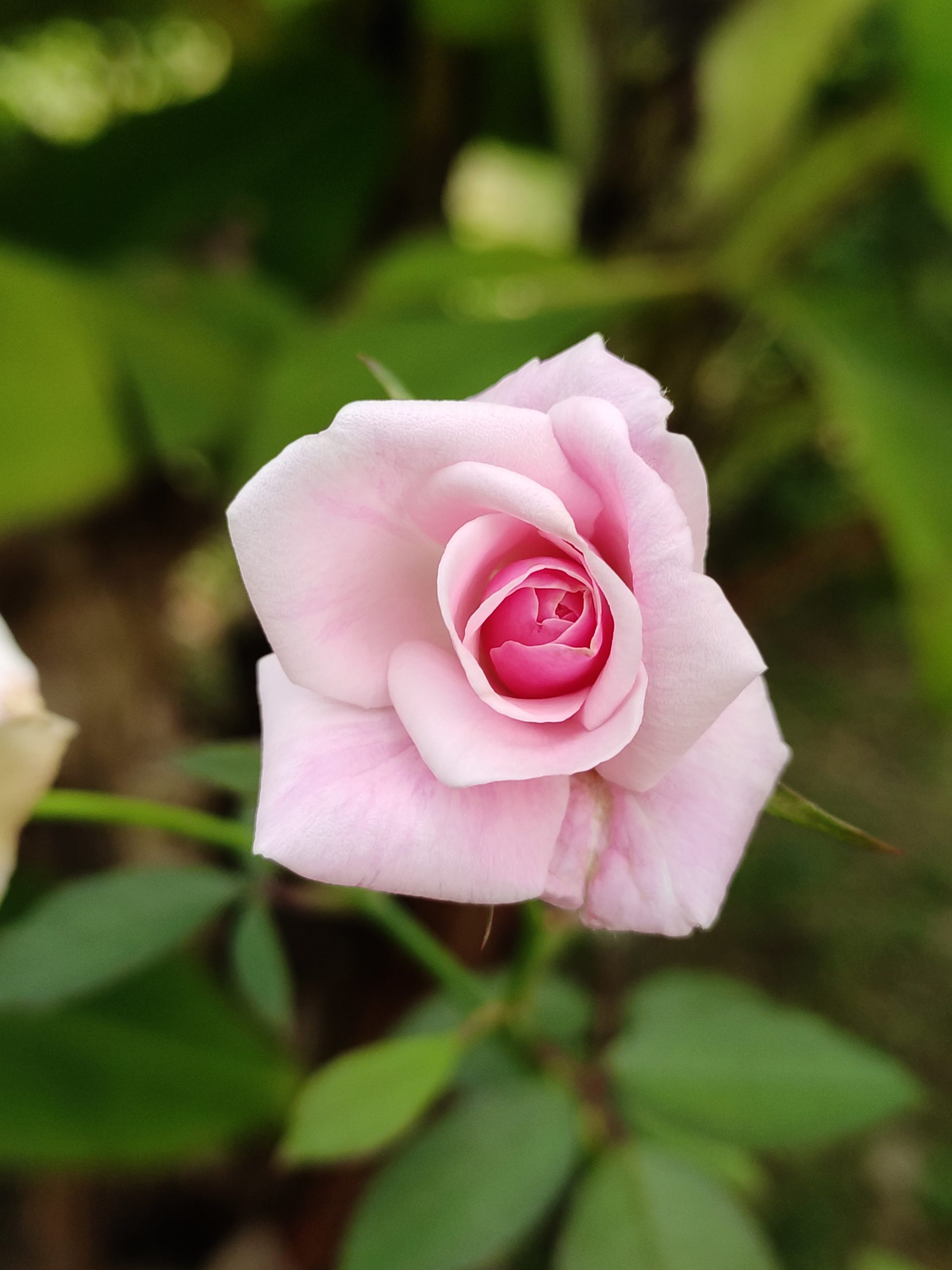 Beauty of Pink Rose