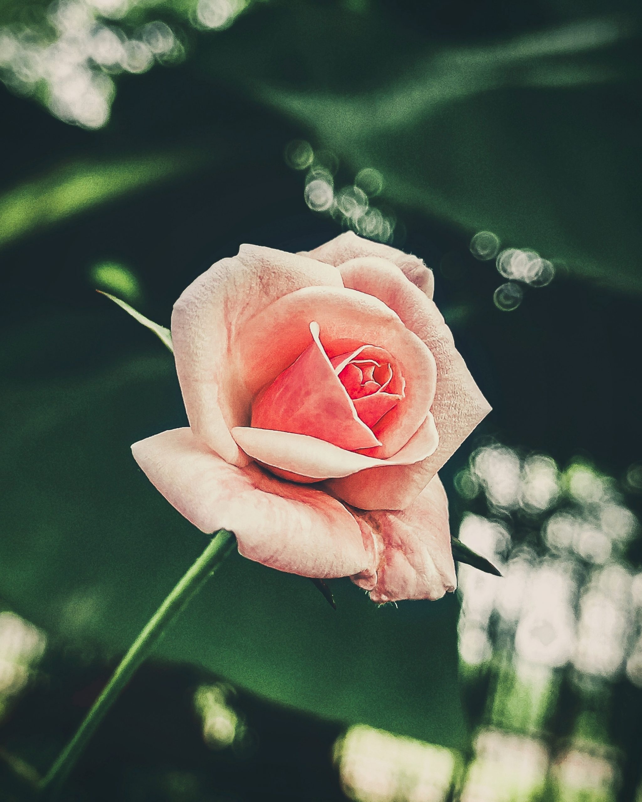 Beauty of Pink Rose