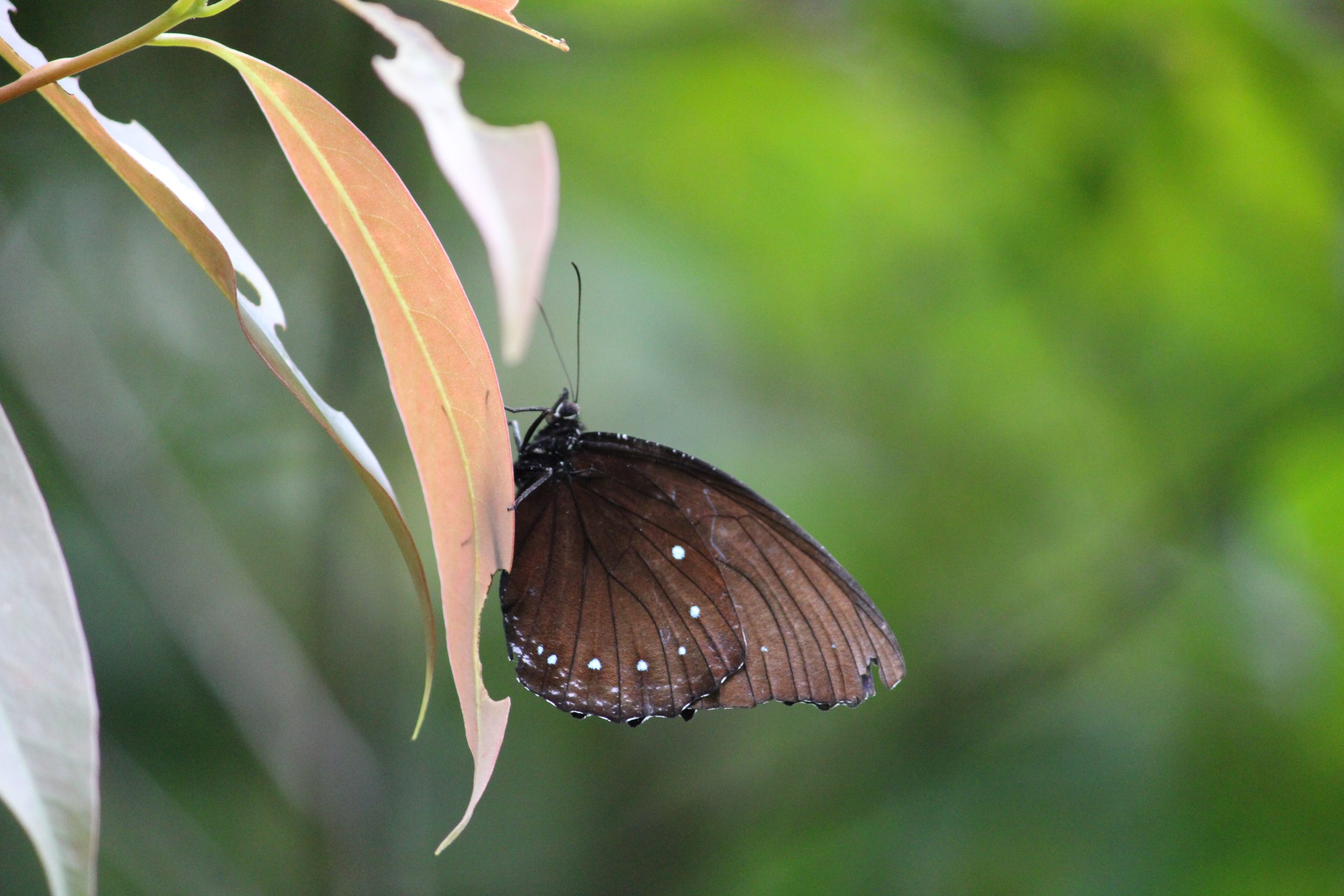 Beauty of brown butterfly