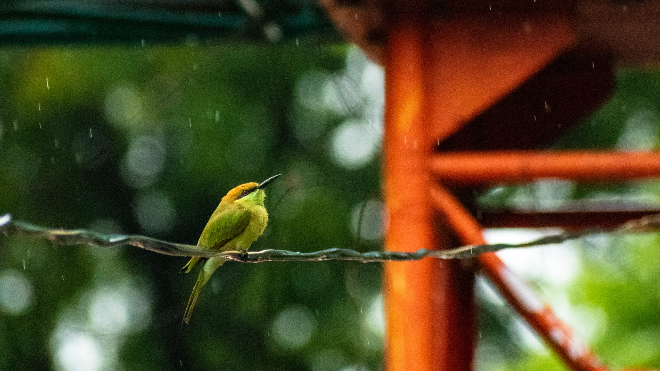 Bee-eater in the rain