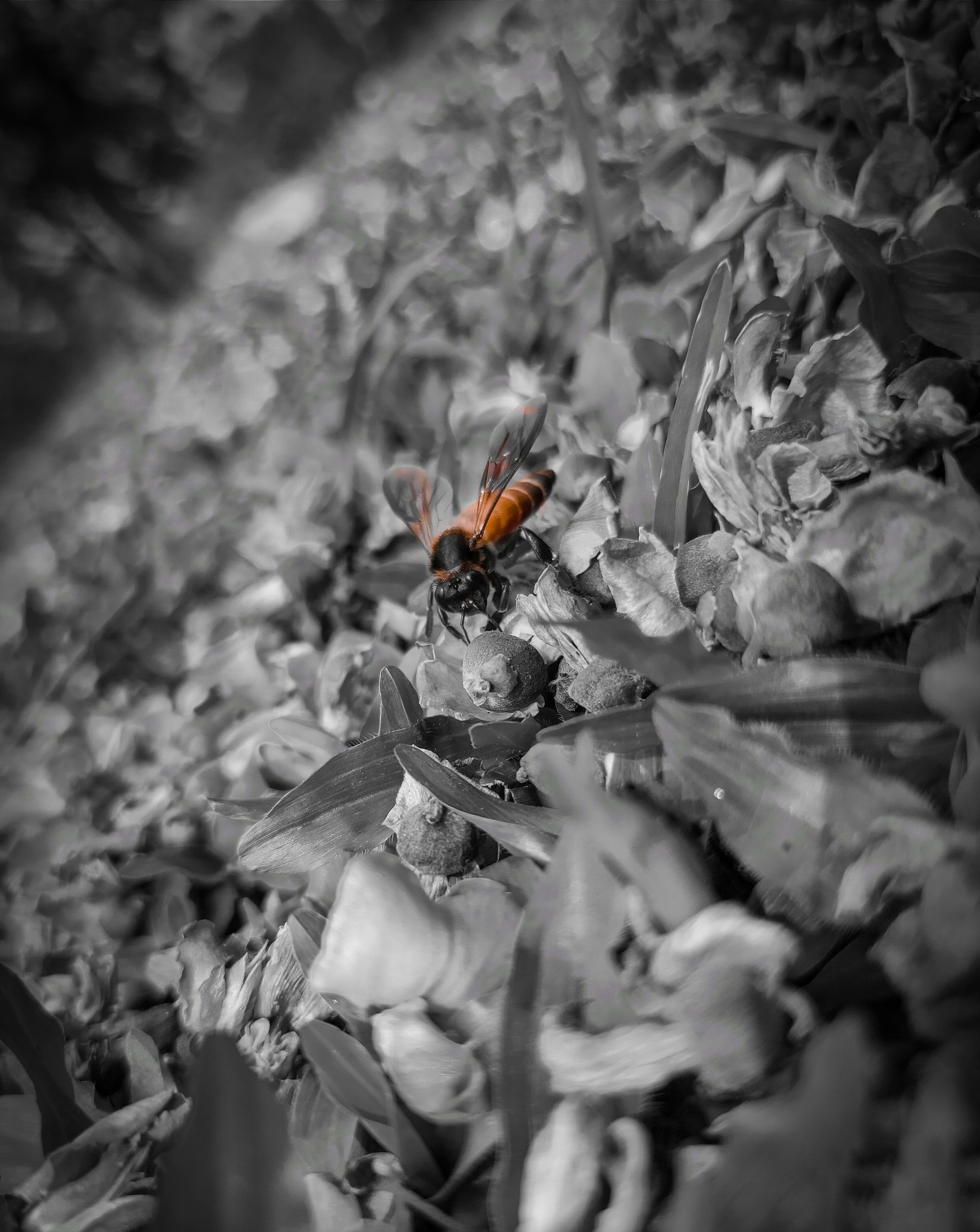 Bee on the ground