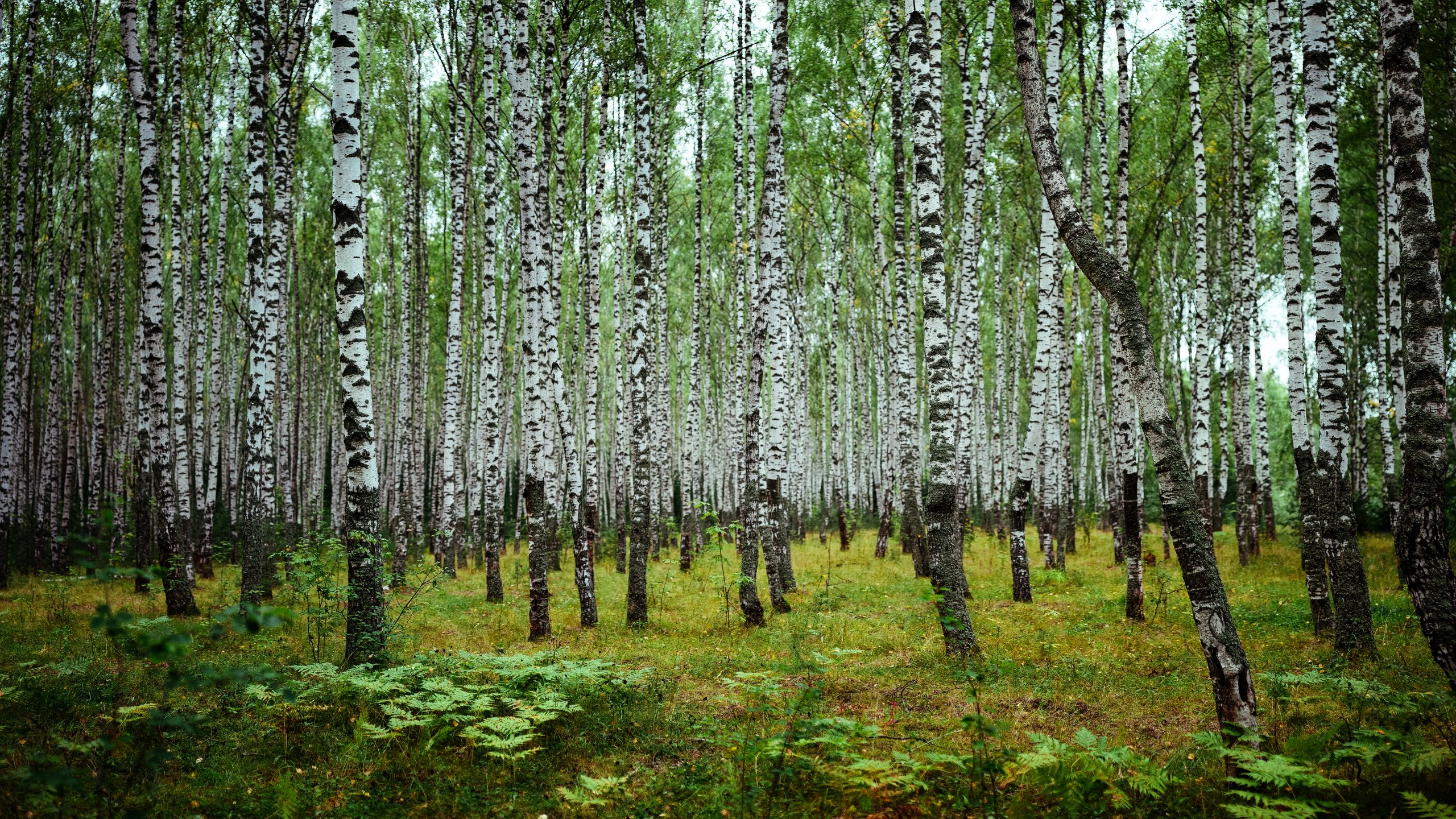 Birchwood in Russia