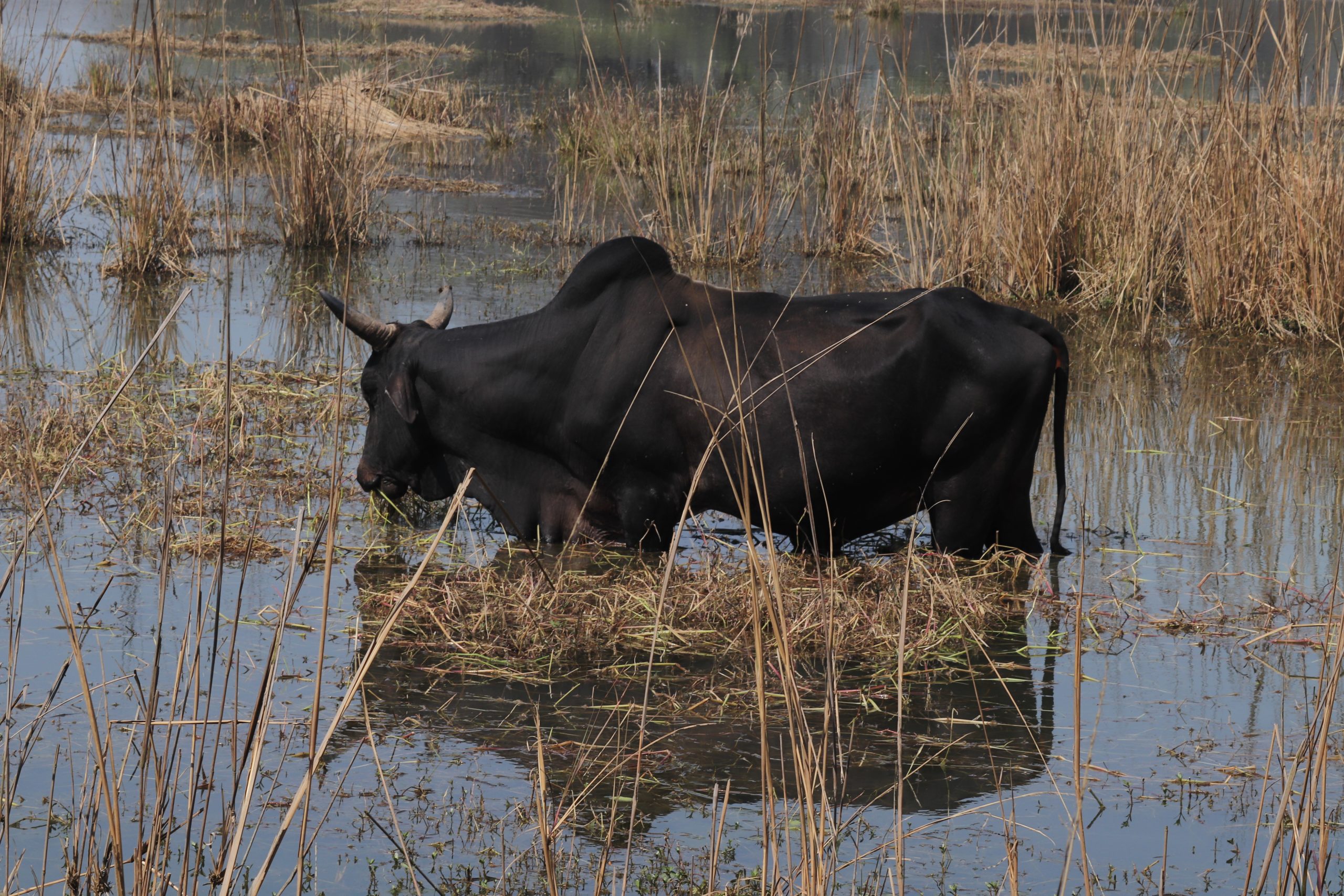 Bull in the wetland.