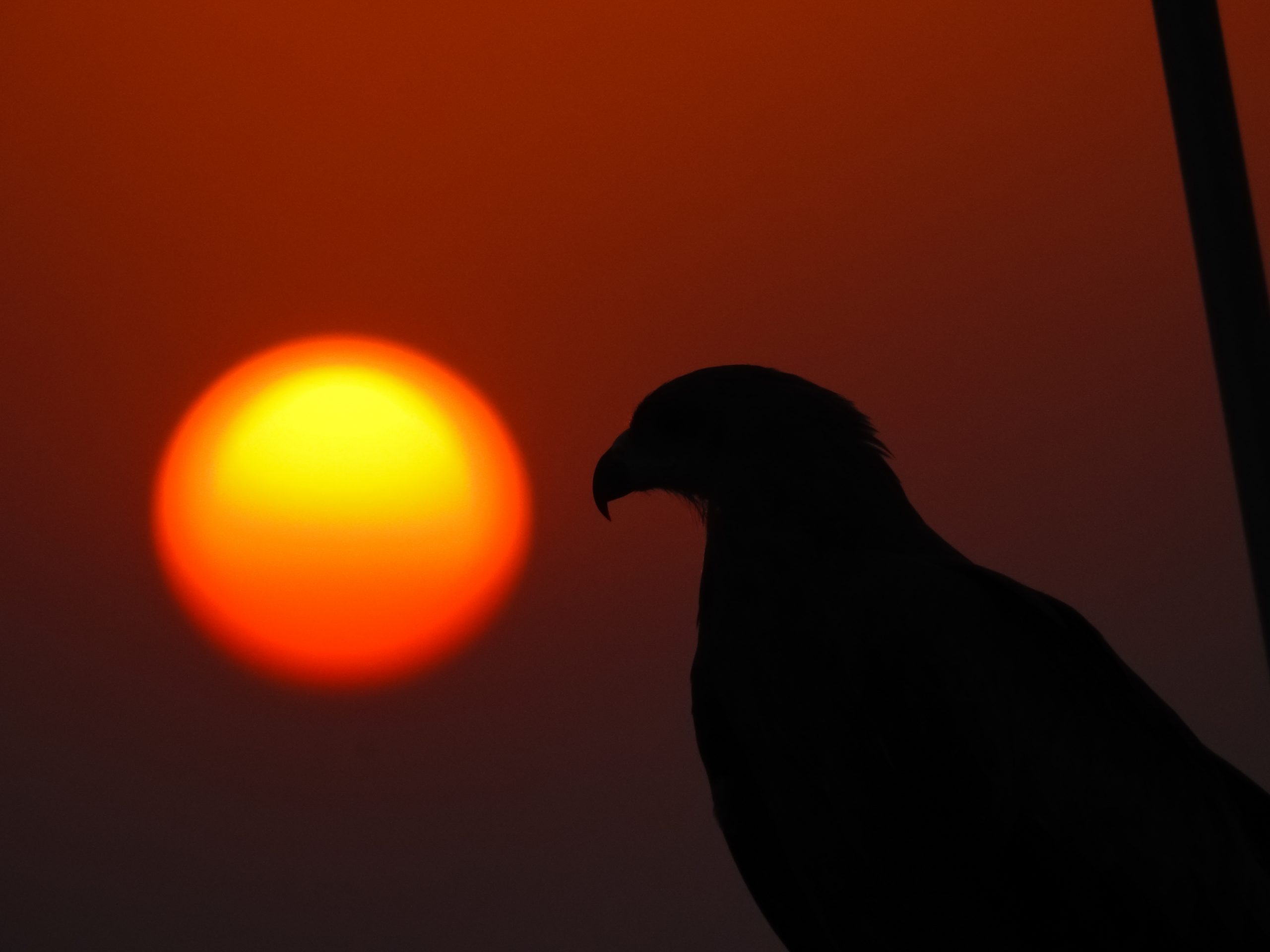 Bird and a Sunset Scenery on Focus