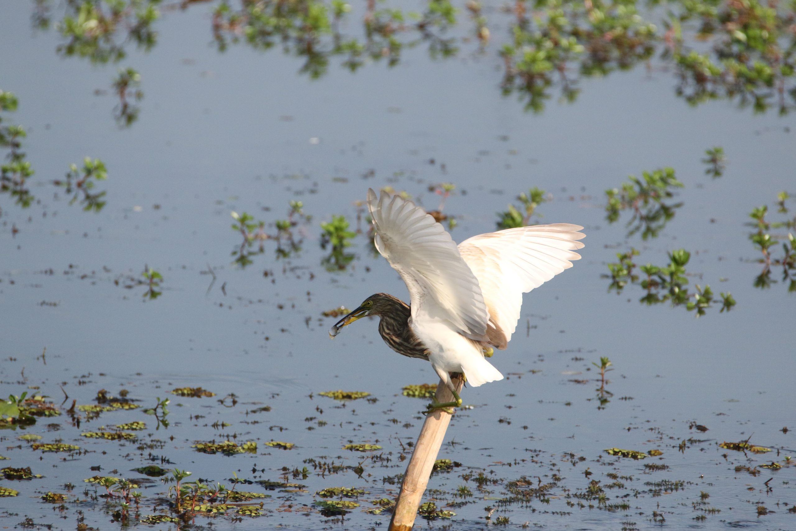 Bird catching a fish