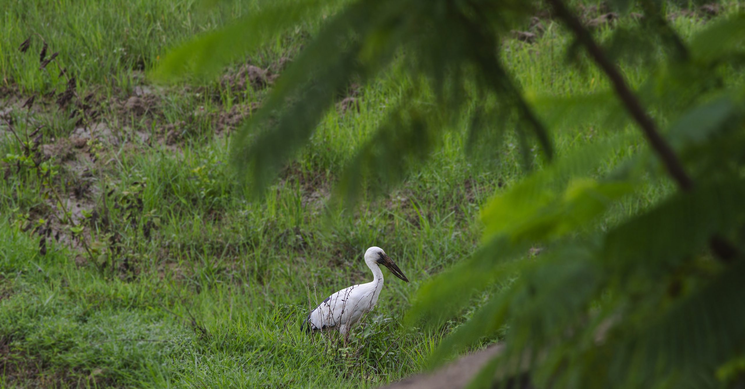 Bird in the Crop Field