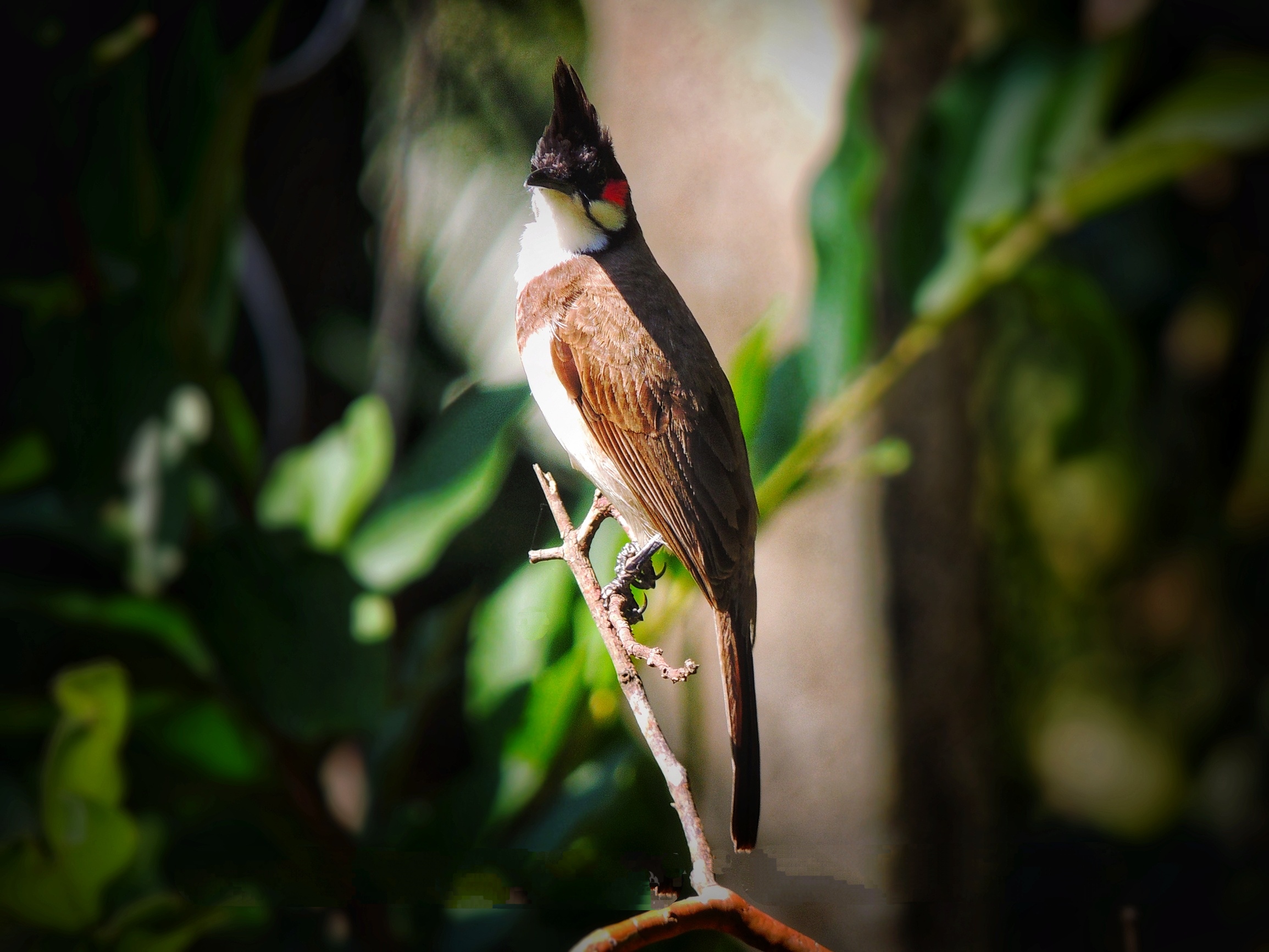 Bird on a Twig