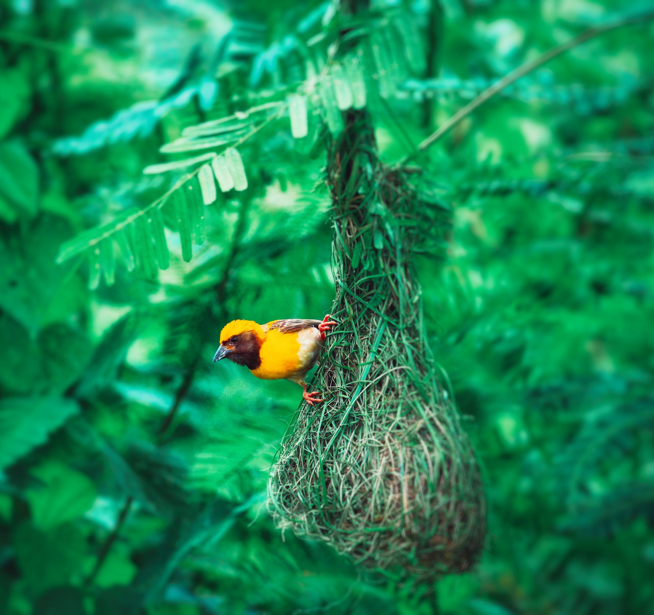 Bird on its Nest