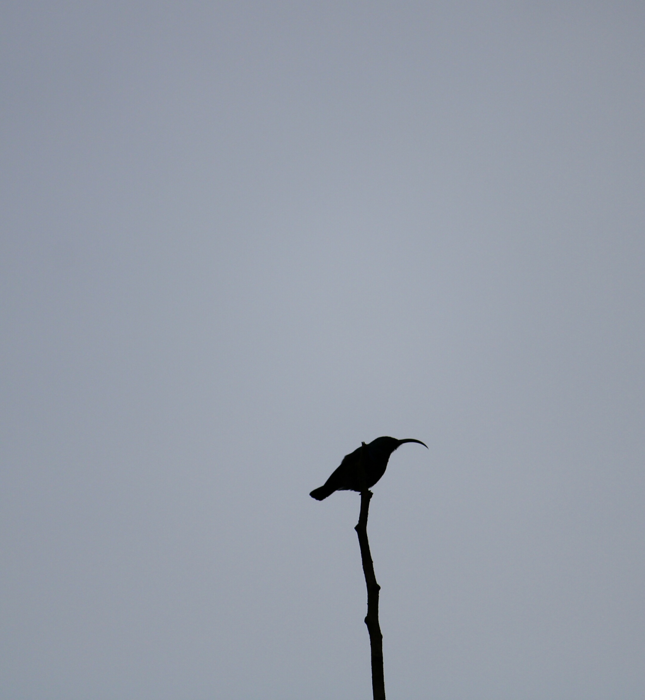 Bird on the Stick