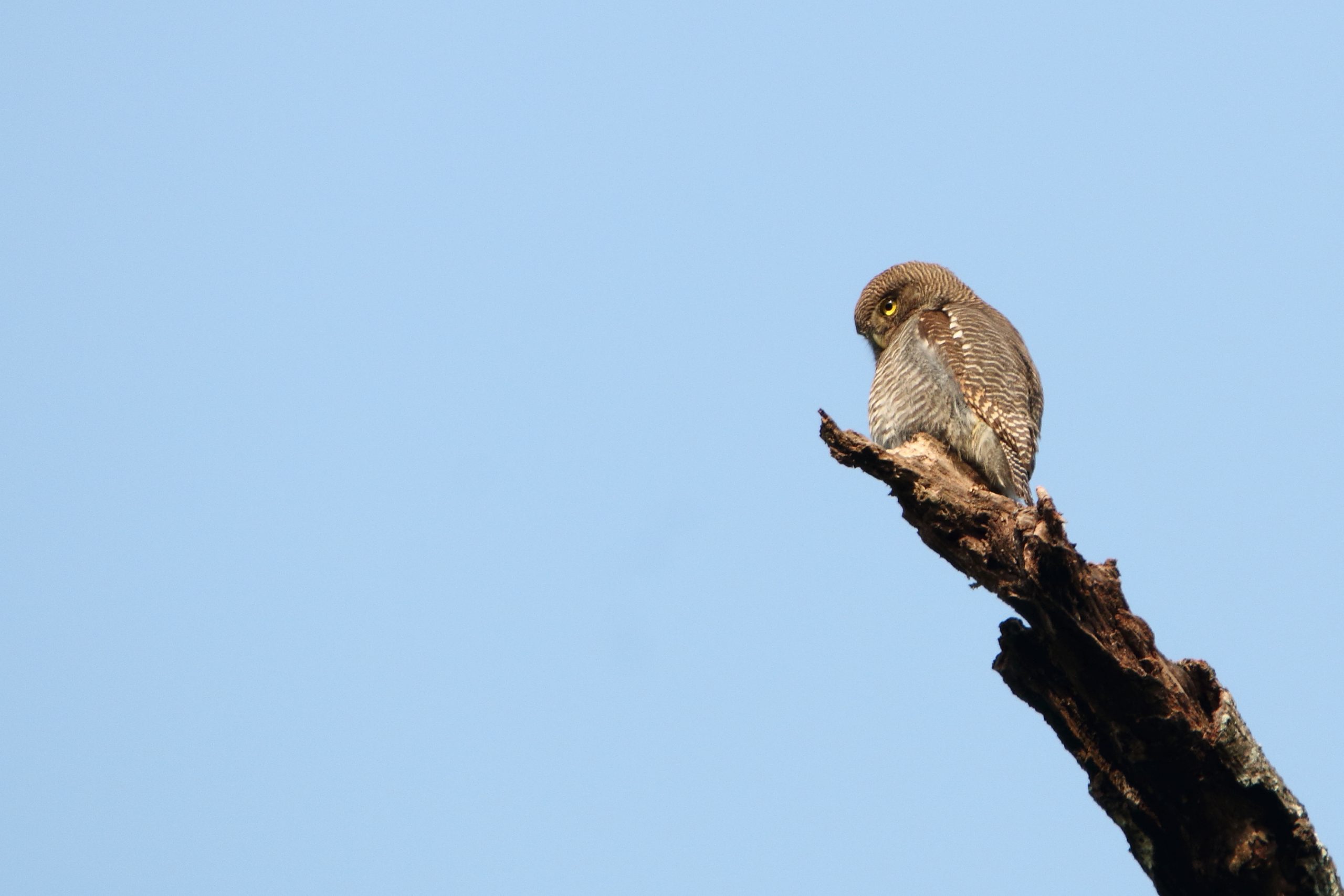 Bird on the Tree Branch