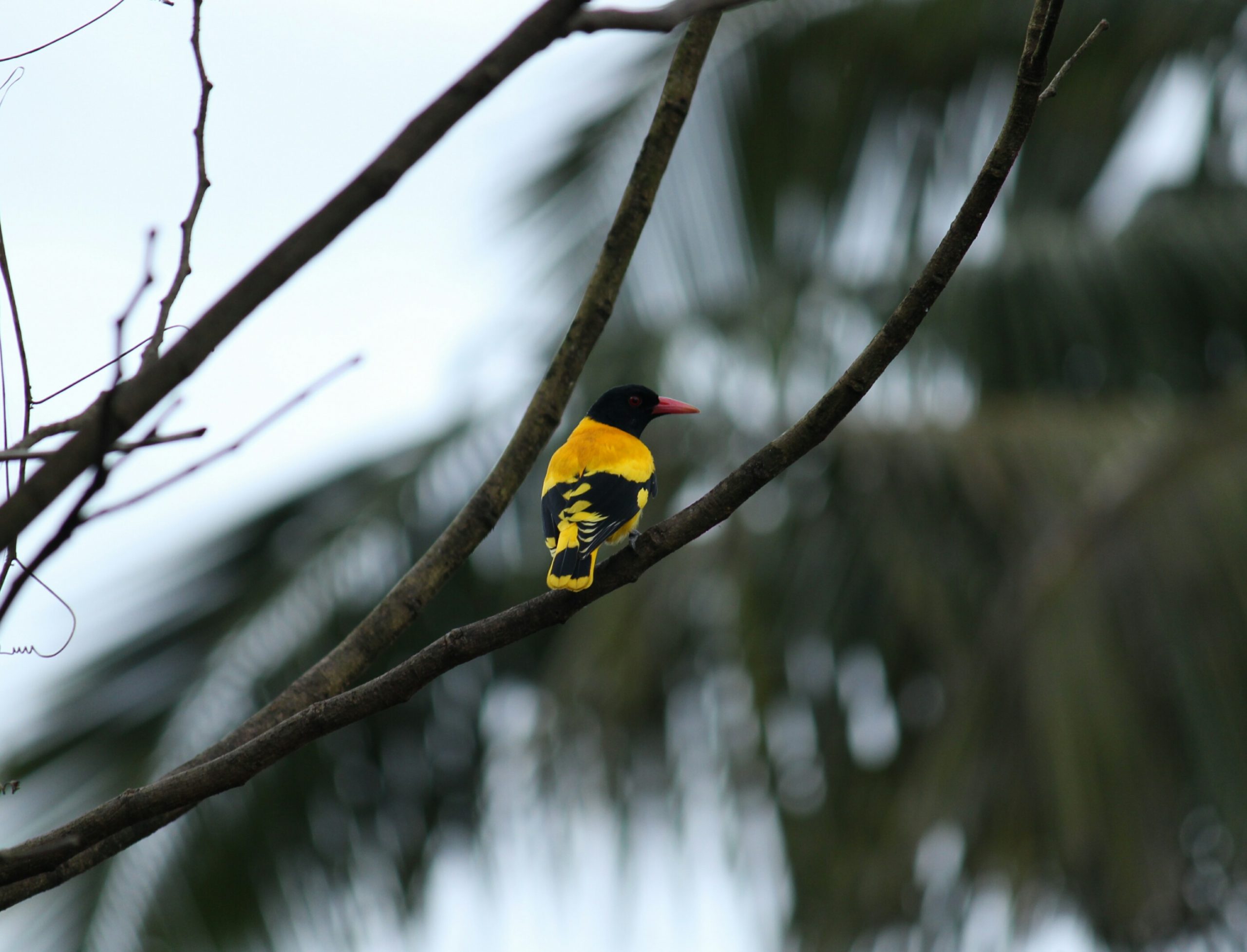Bird sitting on a tree.