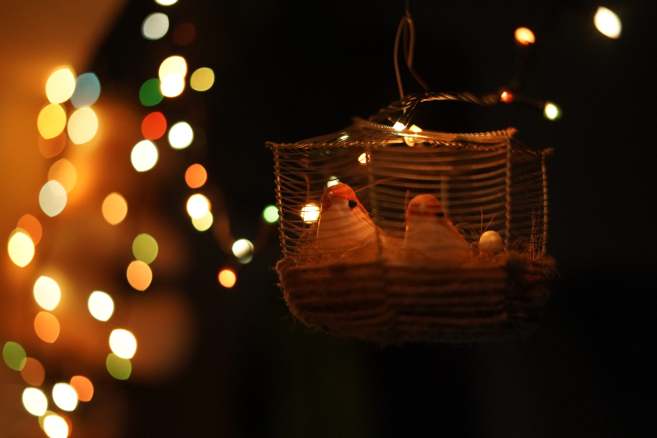 Diwali Lights and Birds