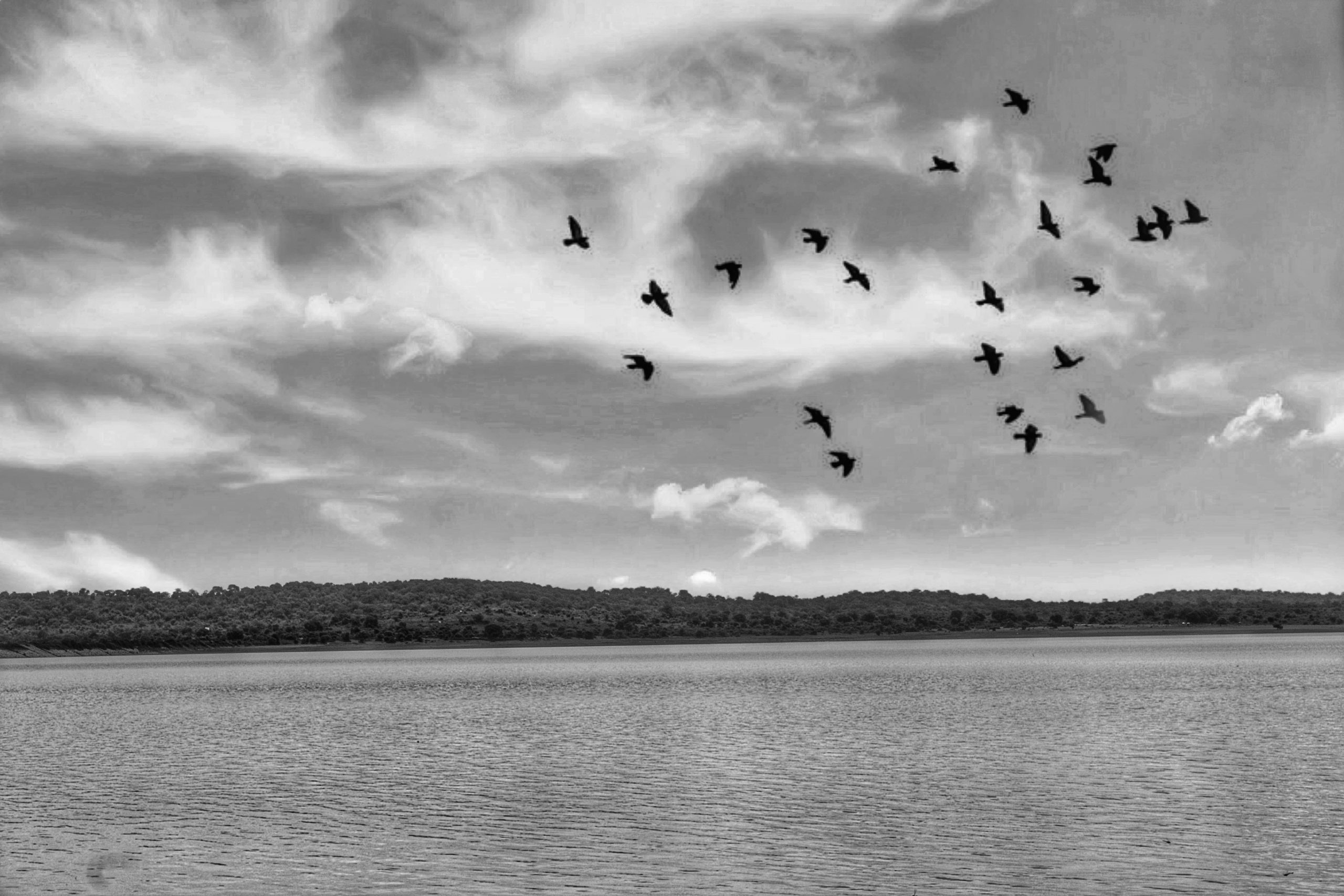 Birds flying over a river