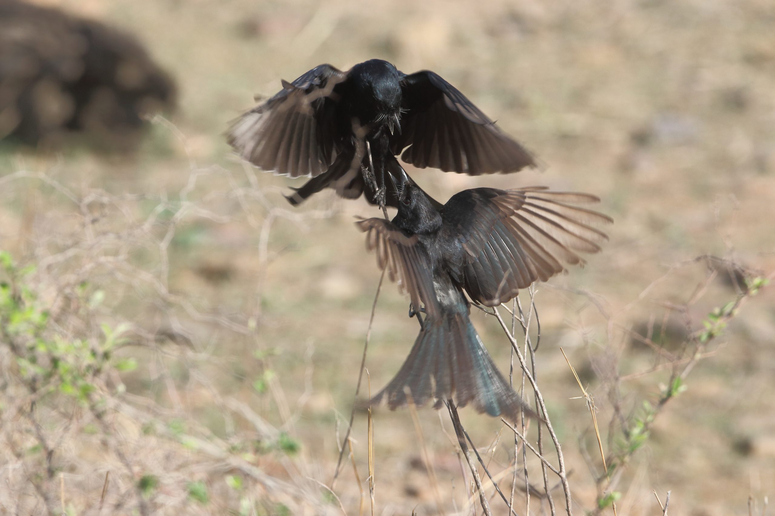 Birds in fight